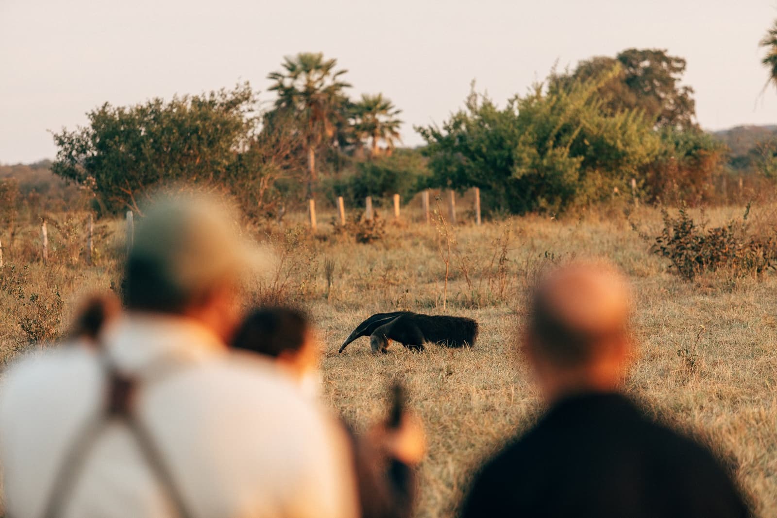 Everyone holds their breath. The anteater has no idea. Two ecotourists watch and photograph a giant anteater foraging across open grassland scrub on a pantanal luxury safari at golden hour