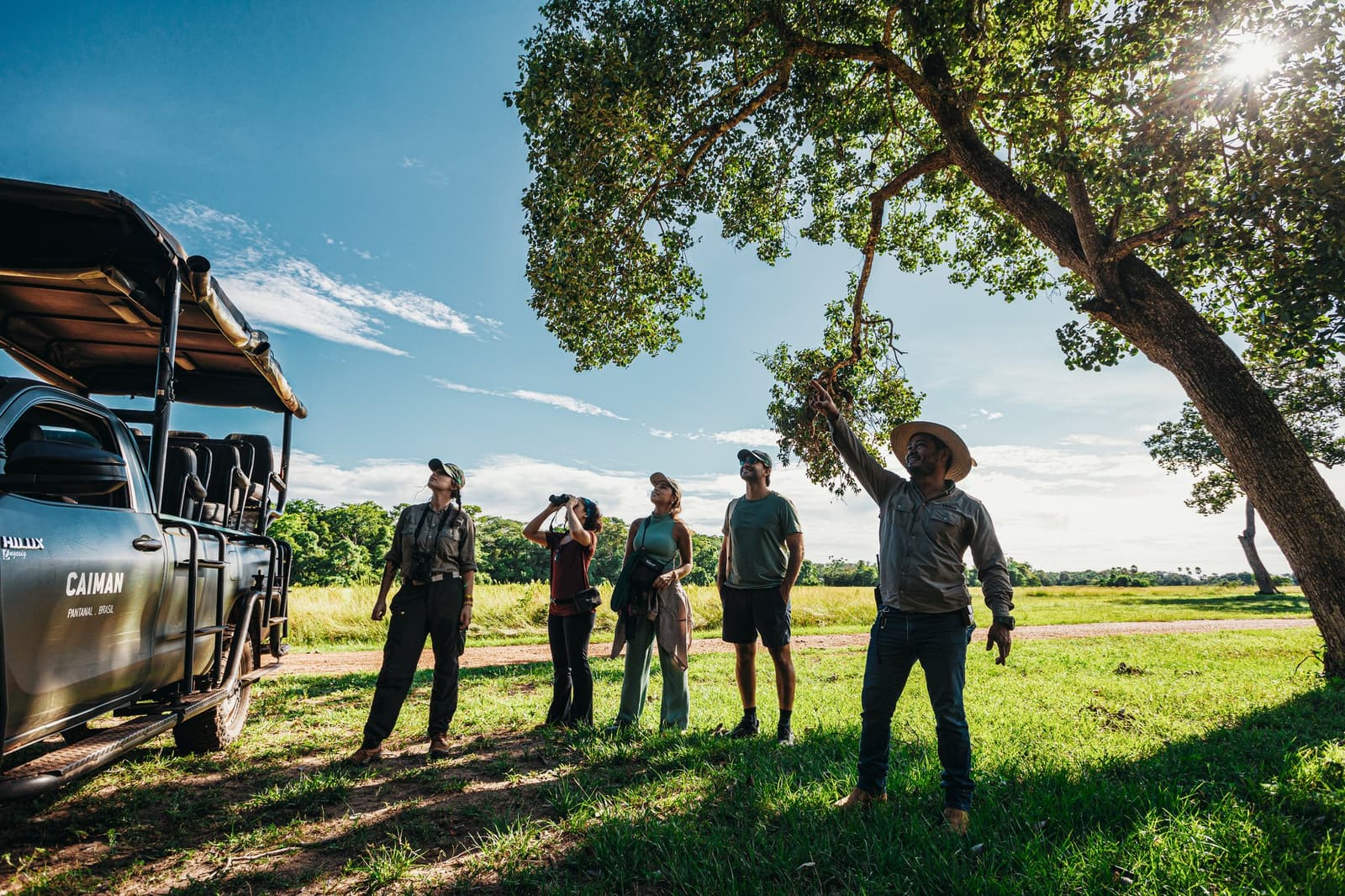 Good guides make you look up, and suddenly the tree is the whole story. A local guide points into the canopy of a tree while guests on a pantanal luxury safari look up and use binoculars, parked beside a Caiman Pantanal safari vehicle in open grassland