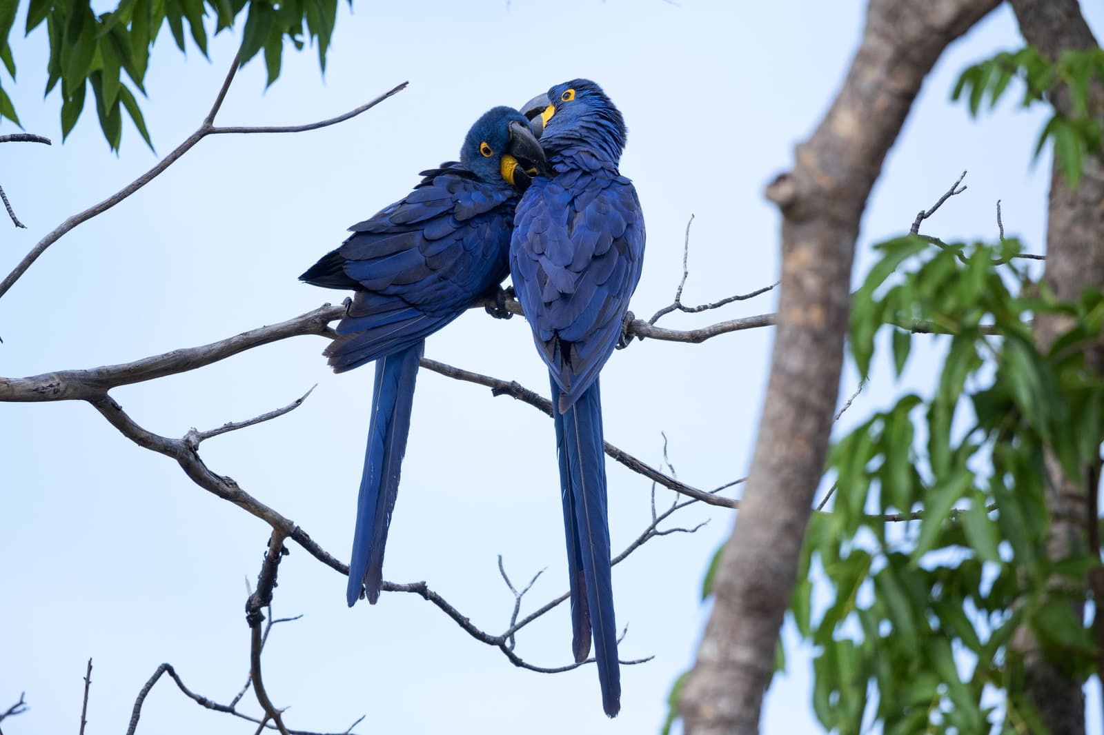 These two have clearly sorted out who does the grooming. Two hyacinth macaws preening each other on a bare branch during a pantanal luxury safari, their cobalt-blue plumage and yellow eye-rings vivid against a pale sky