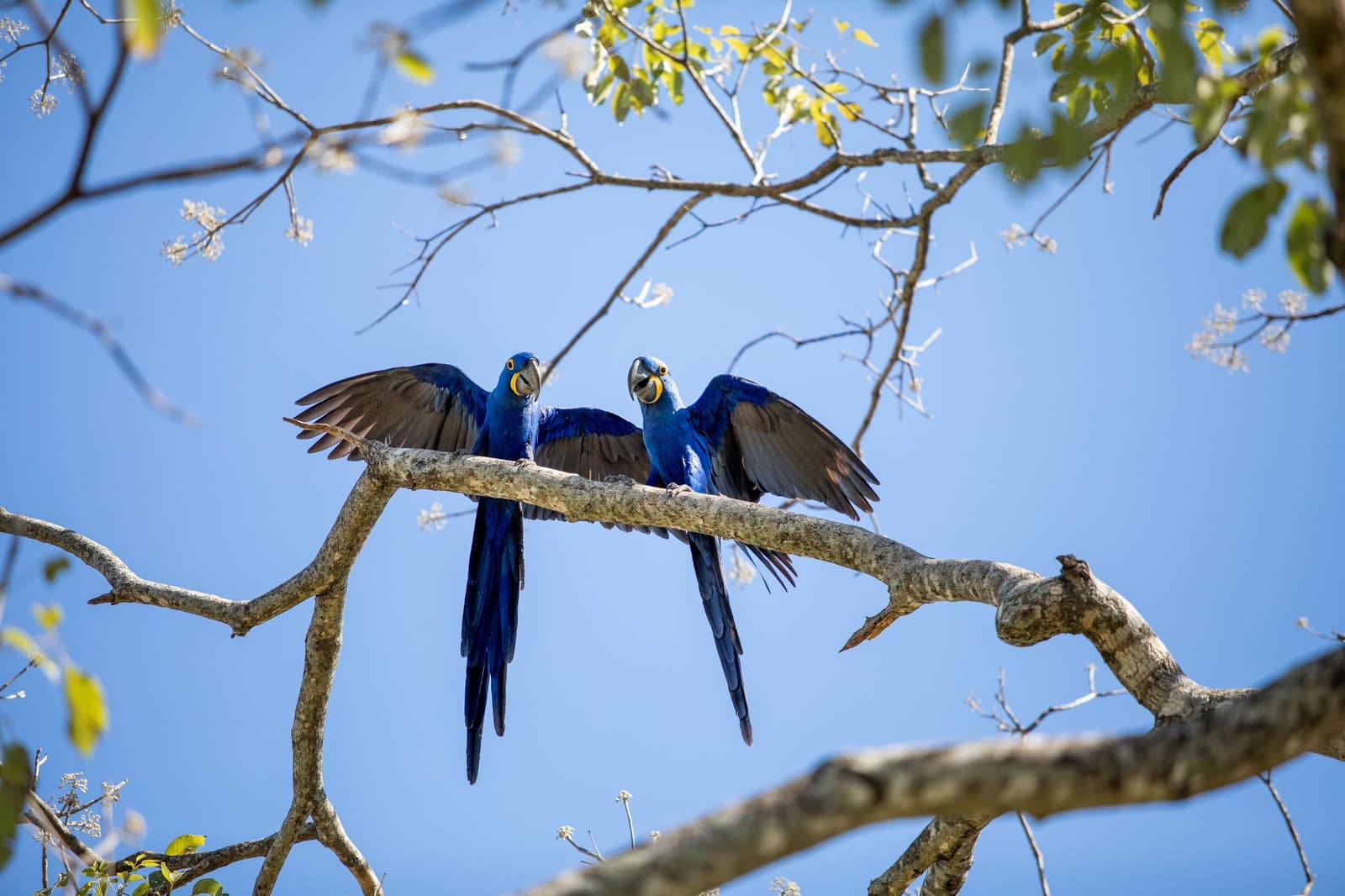 Two of the world's largest parrots, clearly mid-argument about who sits where. Two hyacinth macaws spreading their wings side by side on a bare branch against a clear blue sky during a pantanal luxury safari