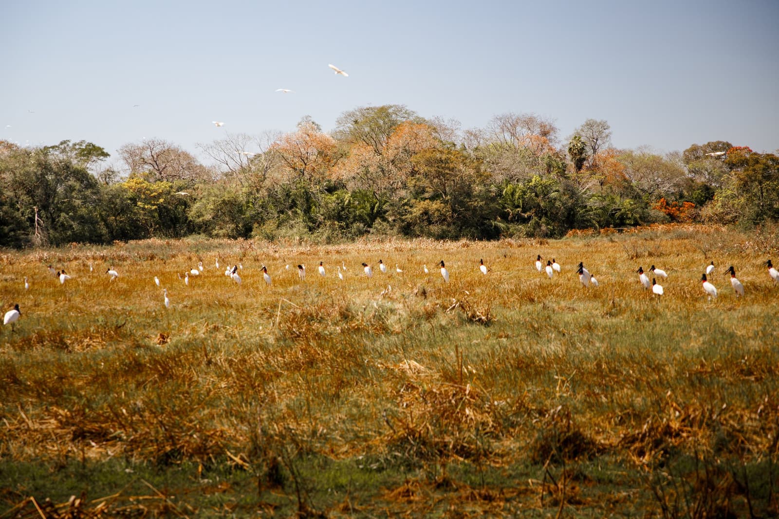 Dozens of jabirus, and not one of them in a hurry. A large flock of jabiru storks and white egrets foraging across a golden floodplain grassland on a pantanal luxury safari, with mixed dry-season woodland stretching across the horizon