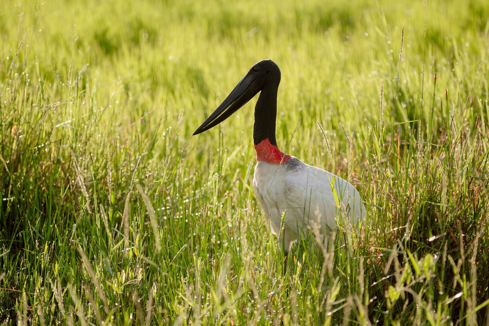 The Pantanal's unofficial mascot, doing its best to look unbothered. A jabiru stork with its distinctive black head, red neck band, and white plumage stands tall among dew-covered green grasses during a pantanal luxury safari