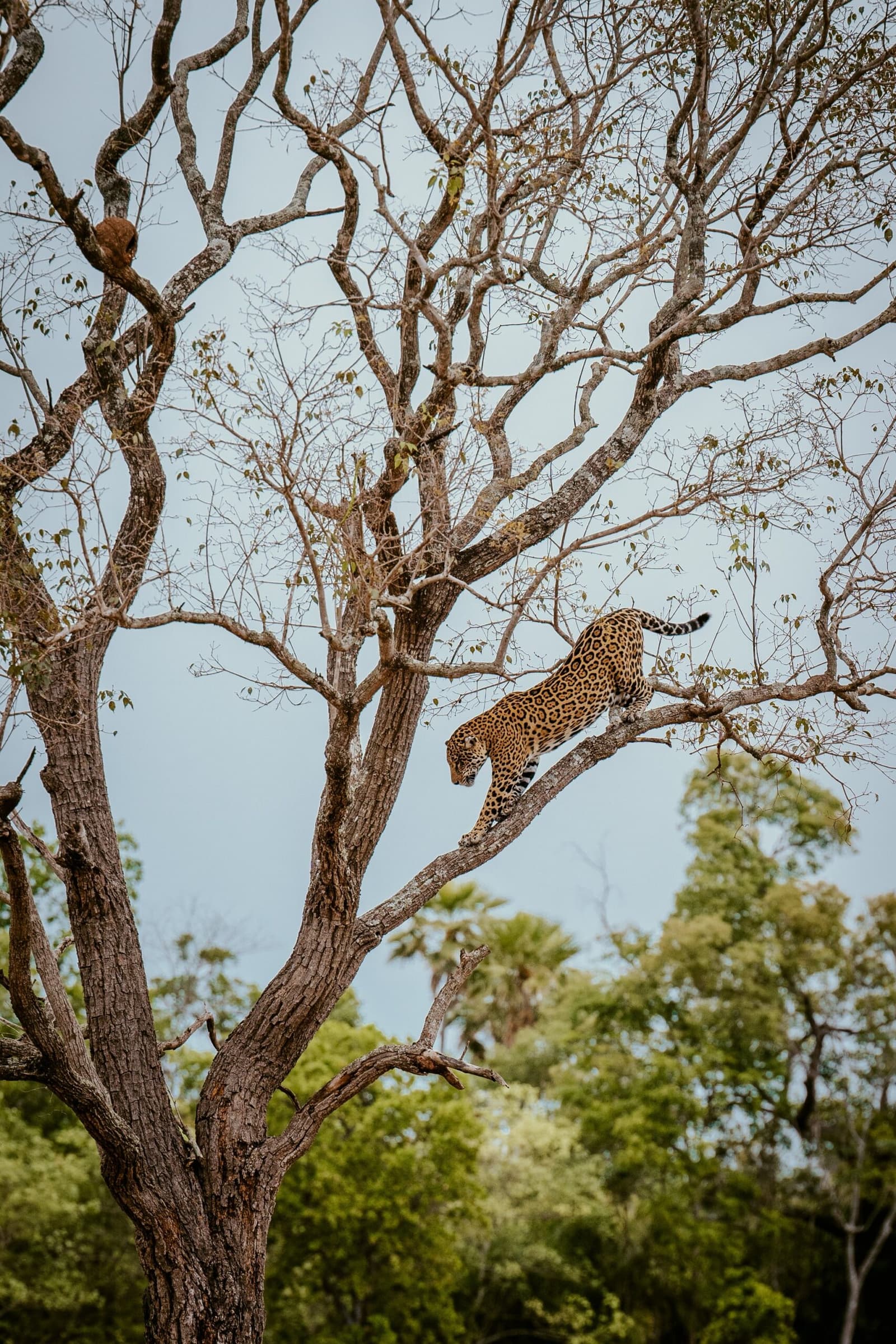 Not many cats treat a tall tree like a spiral staircase, but jaguars do. A jaguar descending a bare-branched tree against a pale blue sky on a pantanal luxury jaguar safari, its rosette-patterned coat vivid against the dry bark