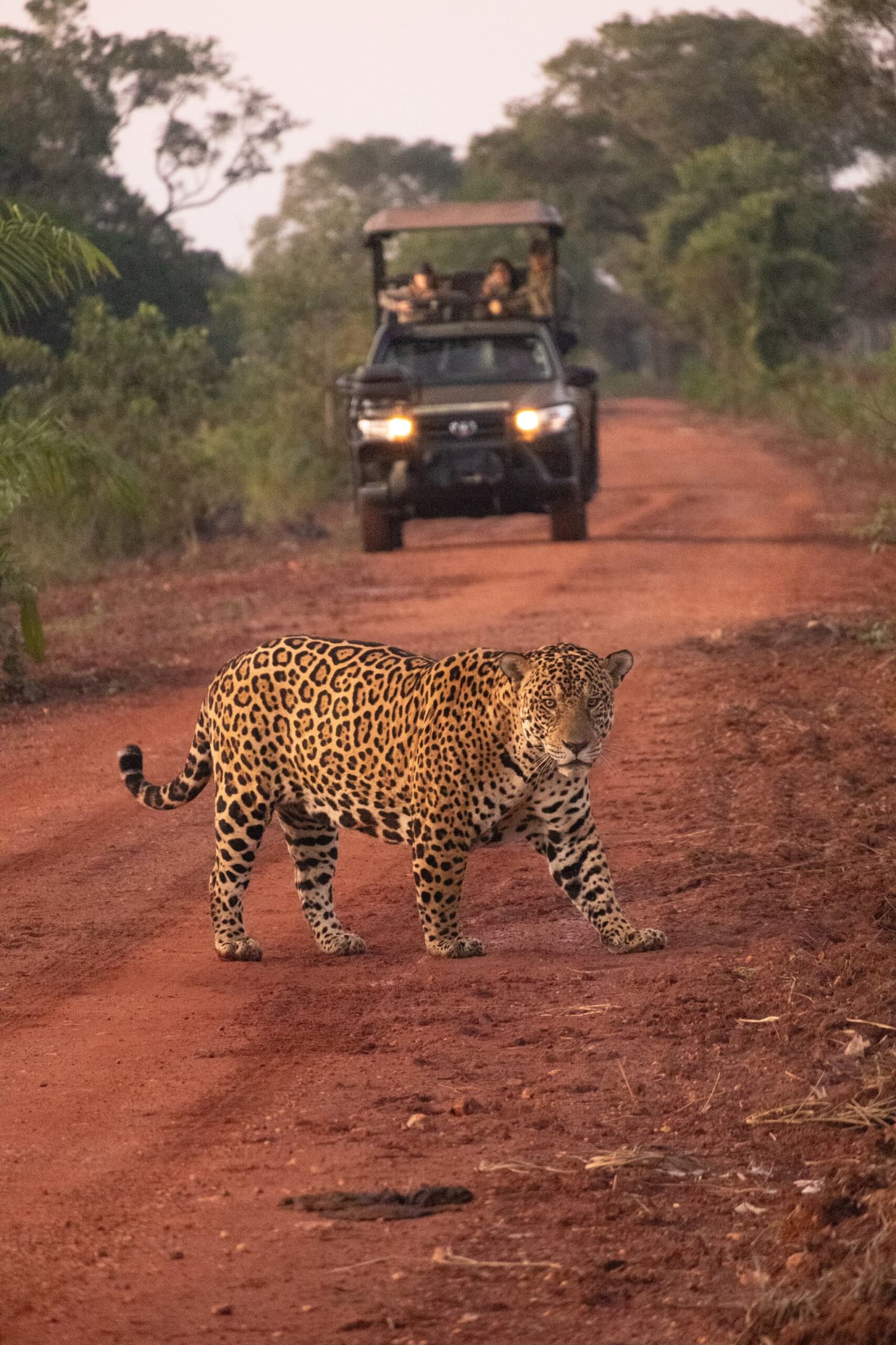 It owns the road, and everyone in that truck knows it. A jaguar strides across a red dirt track during a pantanal luxury safari, glancing back at a open-top 4x4 vehicle with photographers on board
