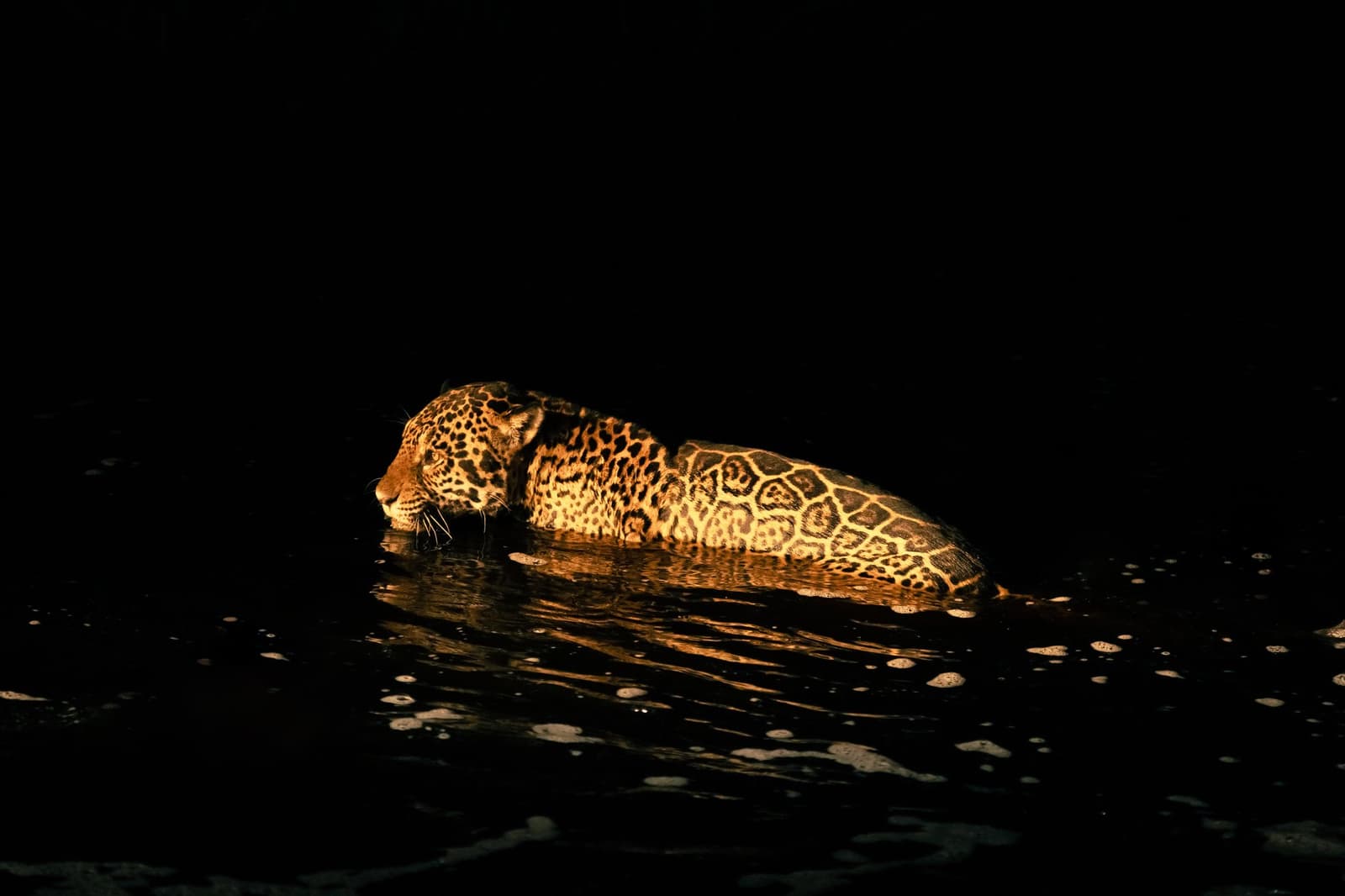 Owns the river, owns the night, no further questions. A jaguar wading through dark water at night, its rosette-patterned coat glowing under a spotlight during a pantanal luxury safari