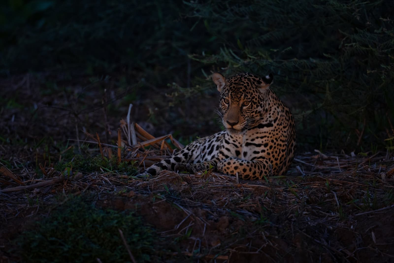 Fully at ease, fully in charge, the Pantanal belongs to the cat. A jaguar rests on the ground beneath dark foliage at dusk during a pantanal luxury safari, its amber eyes gazing directly toward the camera