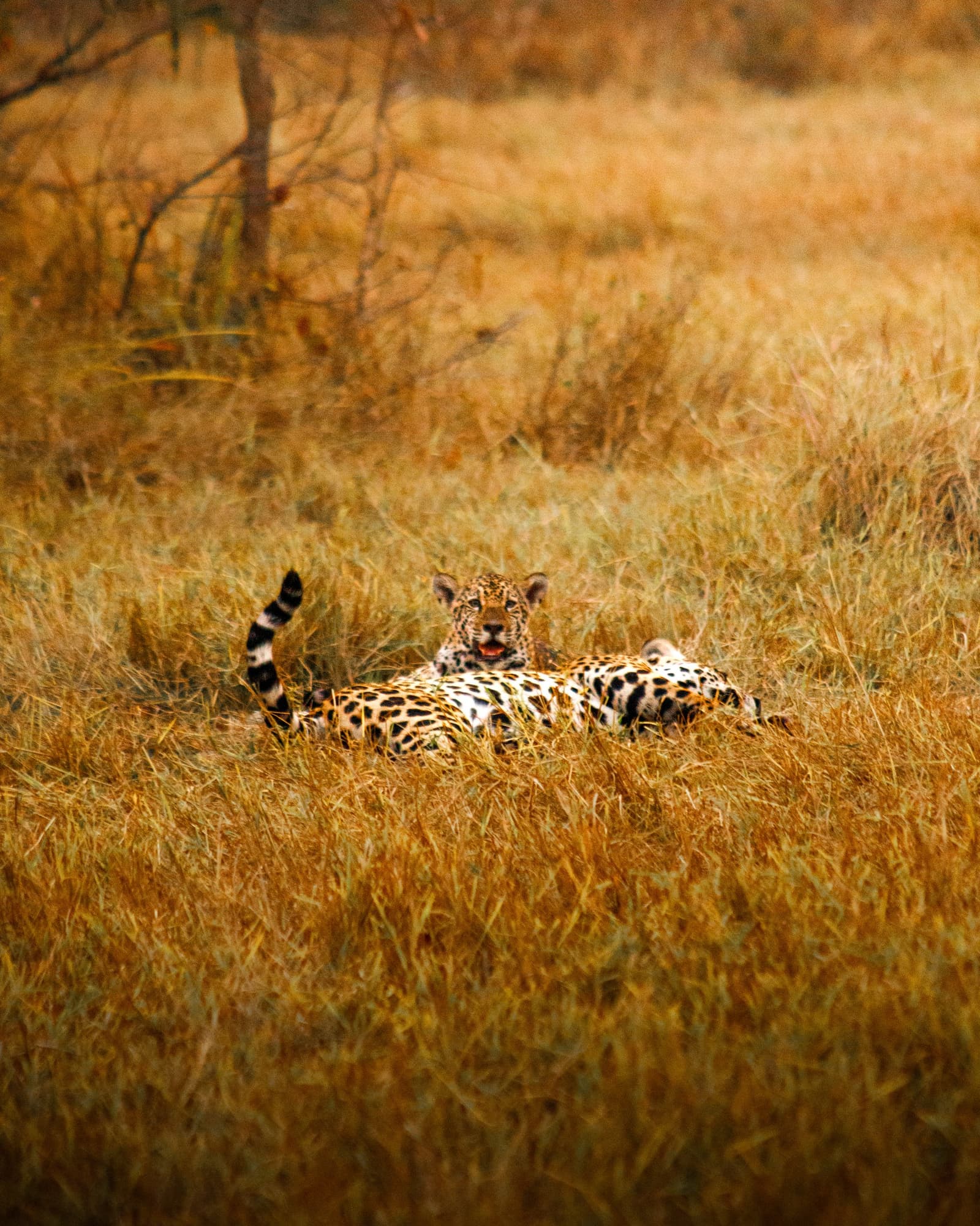 Spotted, unbothered, and clearly the one in charge here. A jaguar resting in tall golden dry grass during a pantanal luxury safari, gazing directly at the camera with tail raised
