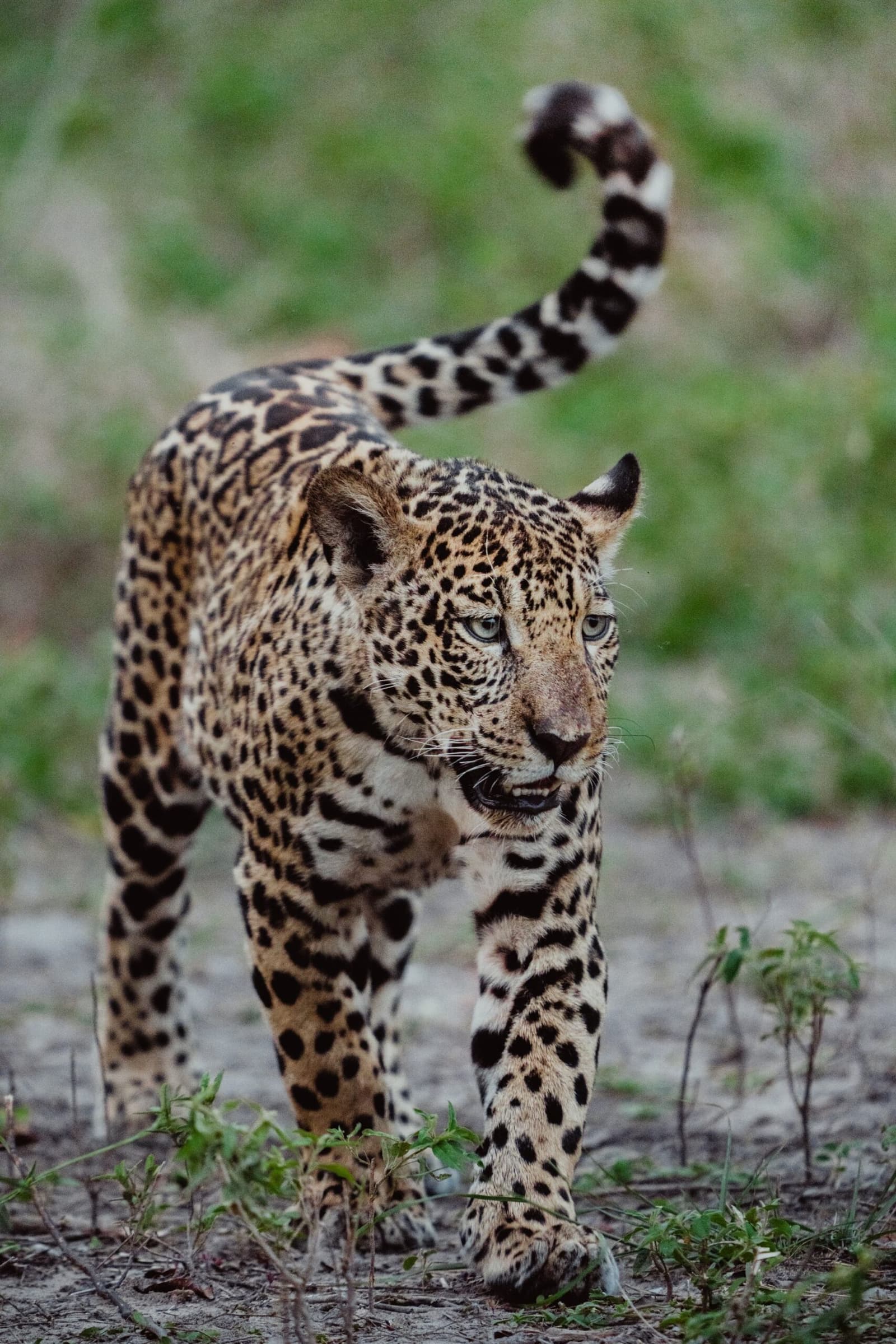 That look means it already knows you're there. A jaguar strides directly toward the camera on a pantanal luxury safari, tail curled high and intense gaze fixed forward against a blurred green background