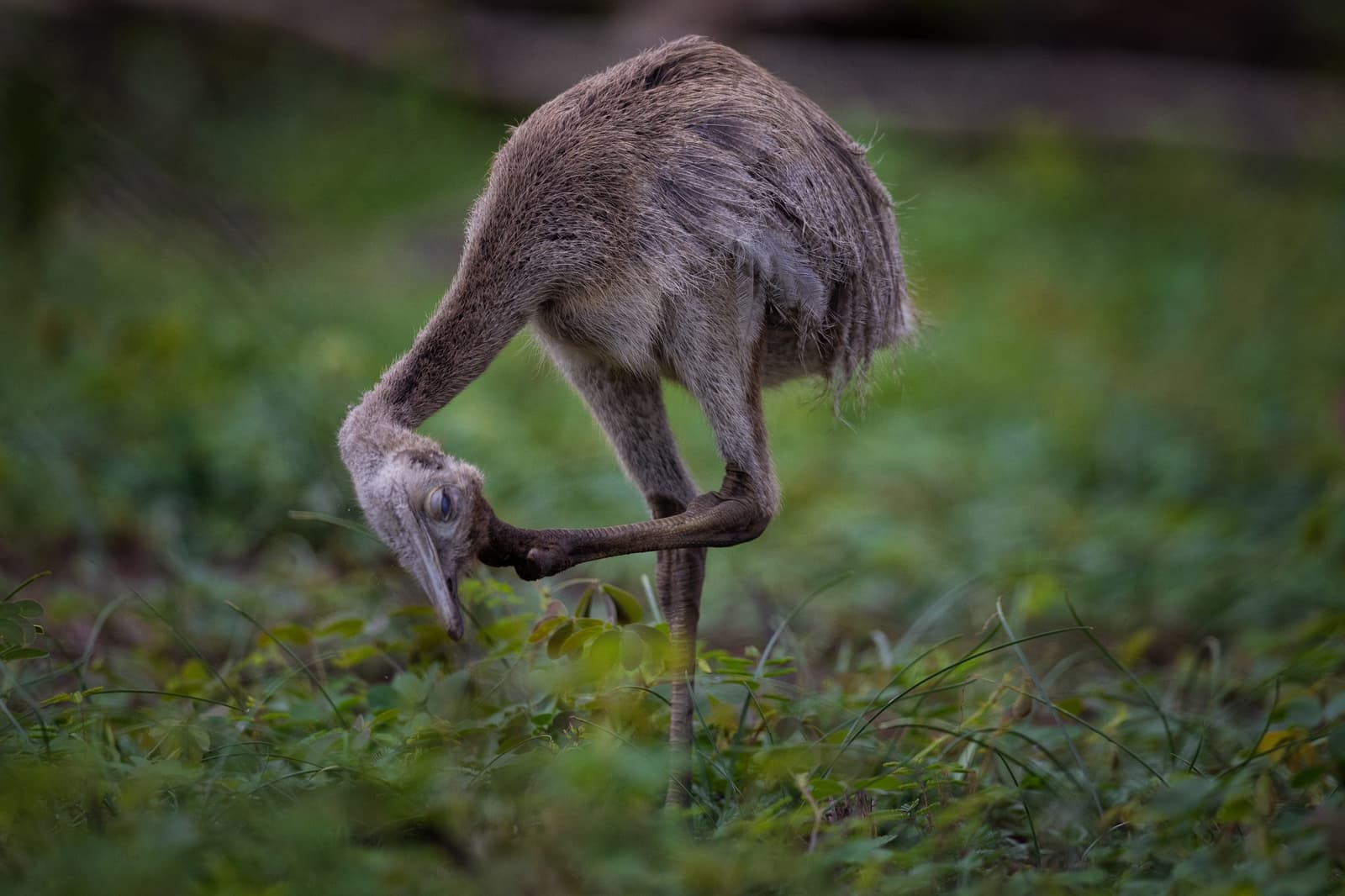 All legs and fluff, still figuring out how this body works. A fluffy, downy rhea chick bends its long neck down to peck at low green vegetation during a pantanal luxury safari wildlife encounter