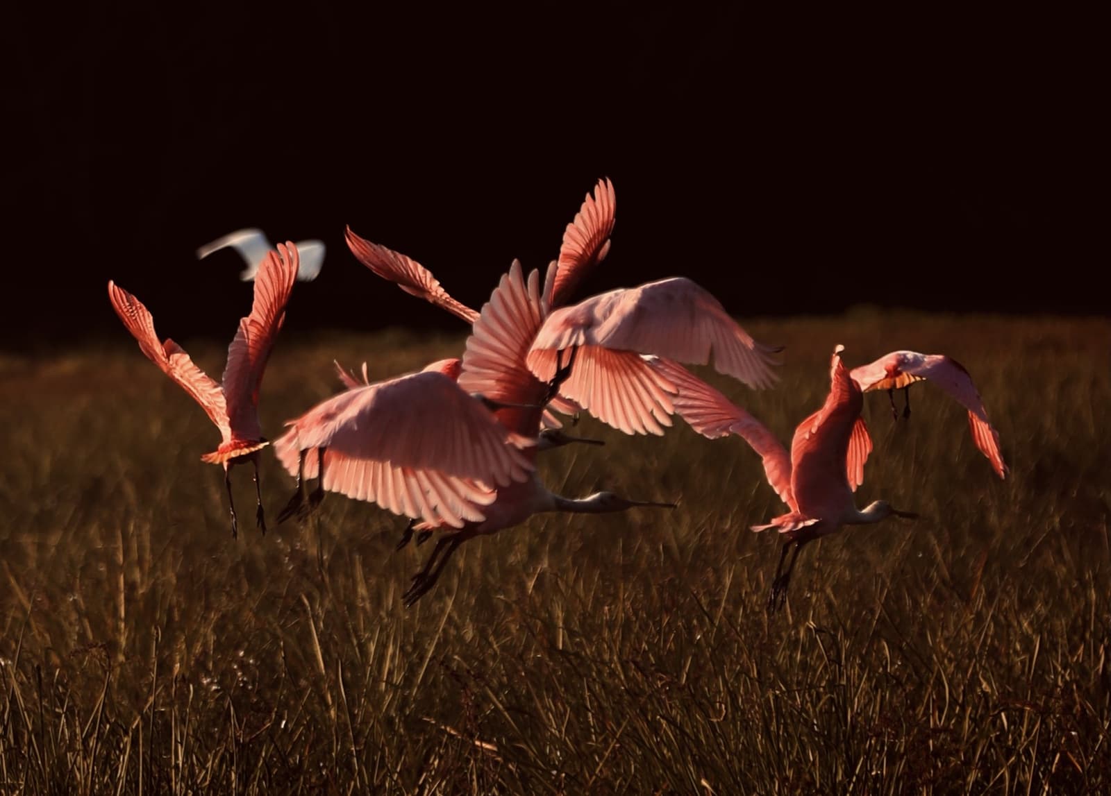 Pink chaos, perfectly timed, spoonbills don't do quiet exits. A flock of roseate spoonbills bursting into flight from golden grassland, wings fully spread and glowing pink against a dark background on a pantanal luxury safari