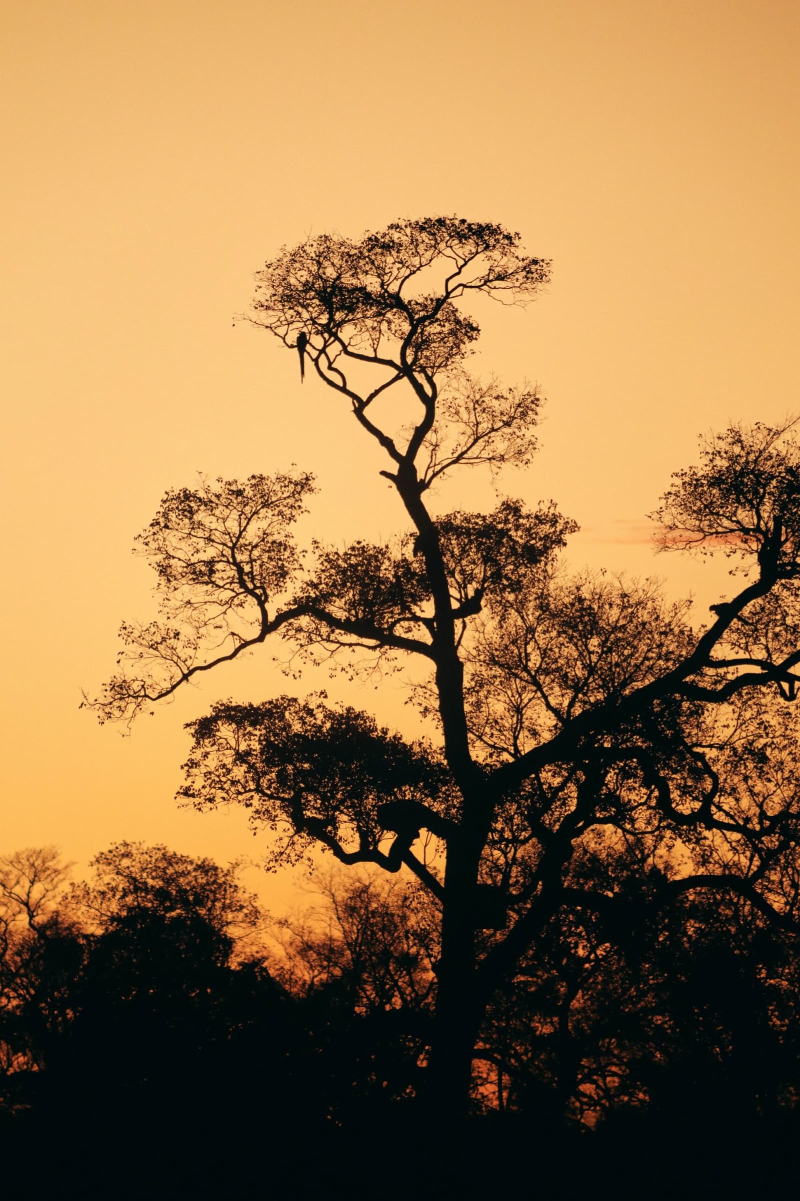 The Pantanal wraps up the day in its own unhurried way. A long-tailed bird perched high in a tall tree silhouetted against a deep amber sky during a pantanal luxury safari sunset