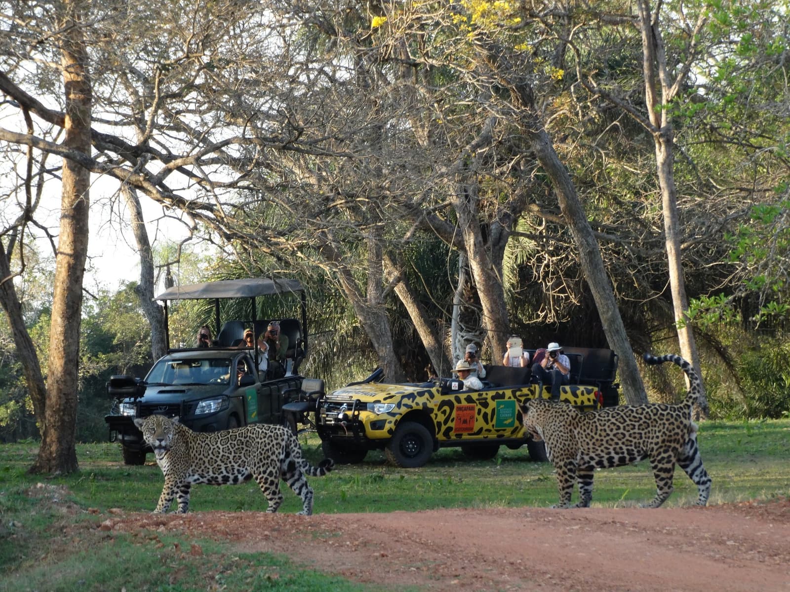 Two at once. Some guests wait years for this moment. Two jaguars walking in front of safari vehicles during a pantanal luxury safari, with guests photographing from open and covered jeeps beneath dry woodland trees