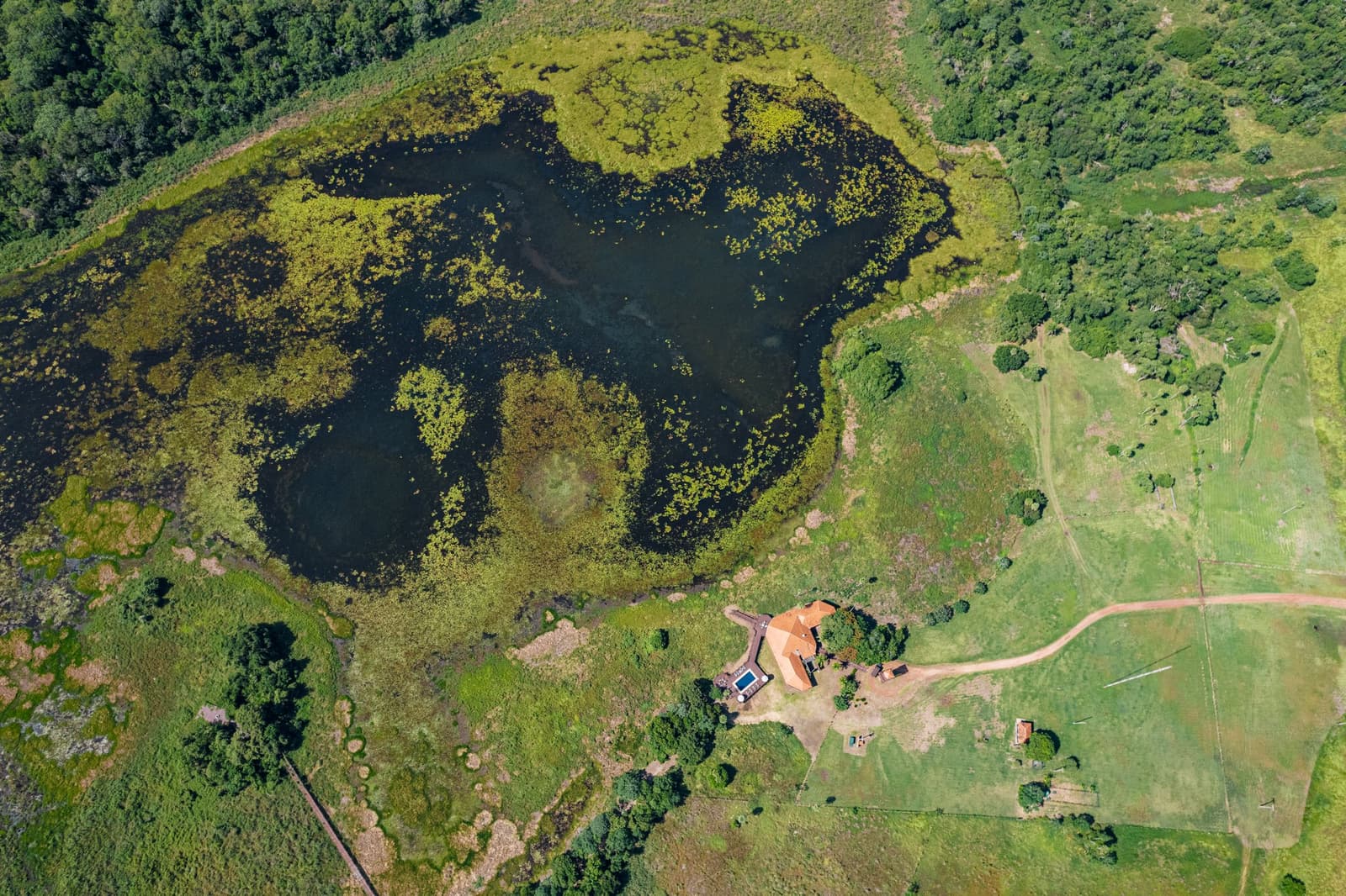 From up here, the wetland looks like it grew the lodge on purpose. Aerial view of a vast dark wetland pond covered in aquatic vegetation, with a small red-roofed lodge and swimming pool nestled at its edge during a pantanal luxury safari at Caiman Ecological Refuge