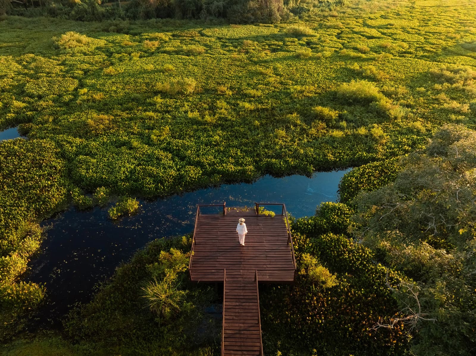 A small figure, a vast wetland, the Pantanal has a way of putting things in perspective. Aerial view of a lone traveller standing on a wooden boardwalk observation deck surrounded by vast green wetland vegetation and dark open water channels during a pantanal luxury safari