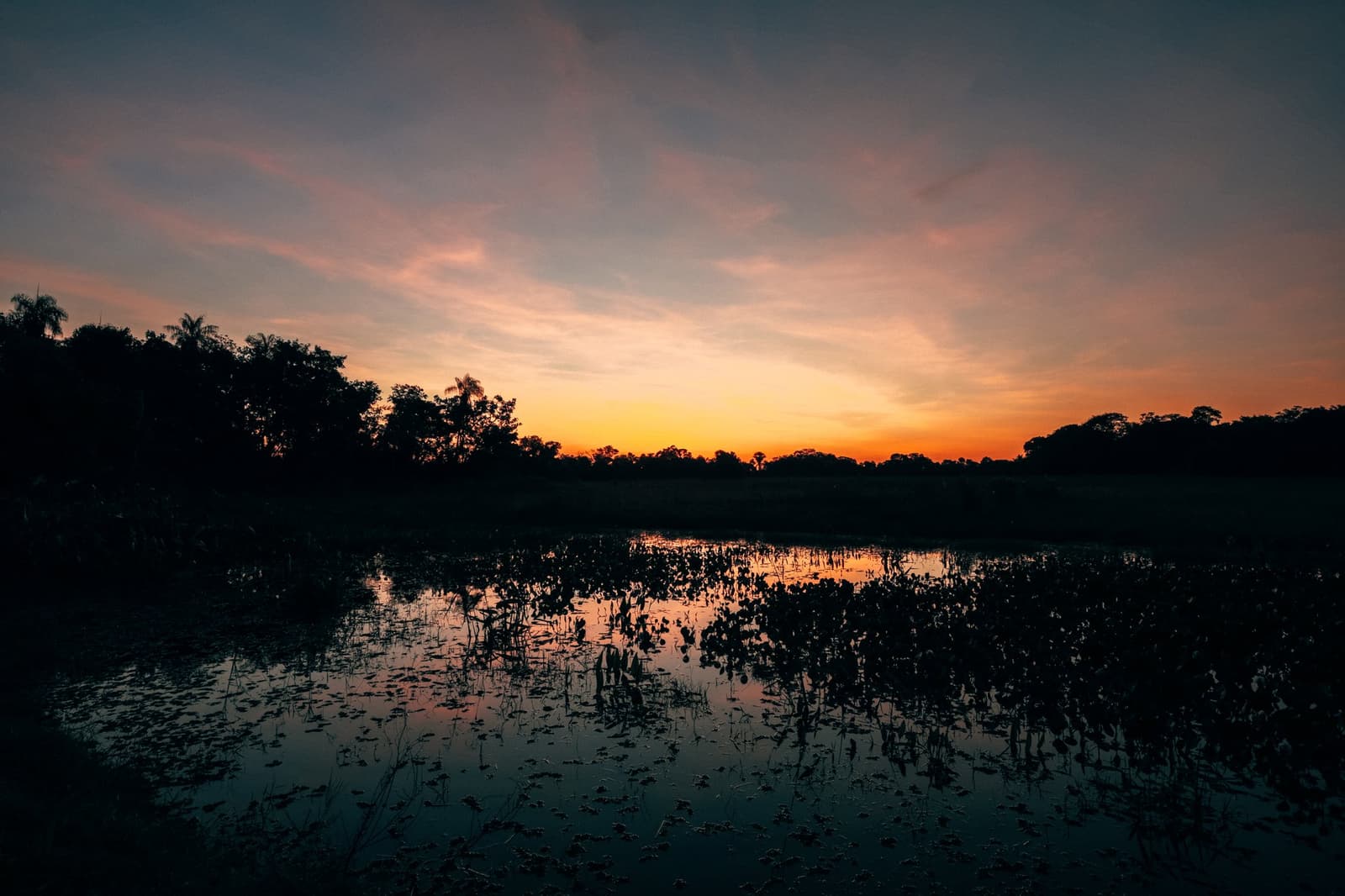 The Pantanal goes quiet, and the water does all the talking. A fiery orange and pink sunset over a Pantanal wetland, with aquatic vegetation silhouetted on still reflective water and a treeline of palms darkening against the glowing sky — the kind of twilight moment that defines a pantanal luxury safari