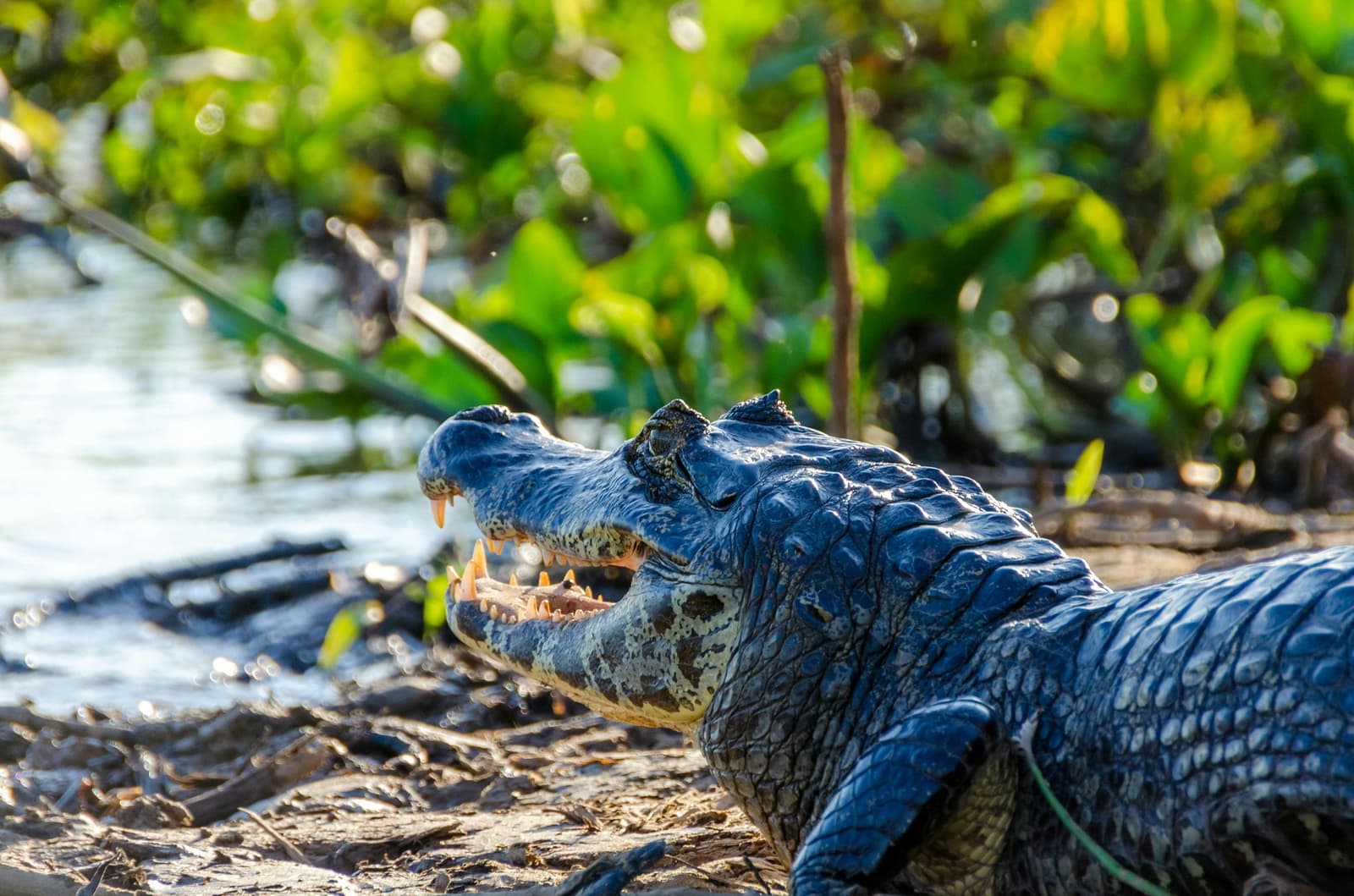 Plenty of teeth, zero apologies. The Pantanal caiman on its own terms. A large caiman rests on a muddy riverbank with its jaws wide open, sharp teeth clearly visible, during a pantanal tour from campo grande, with lush green vegetation reflected in the water behind it