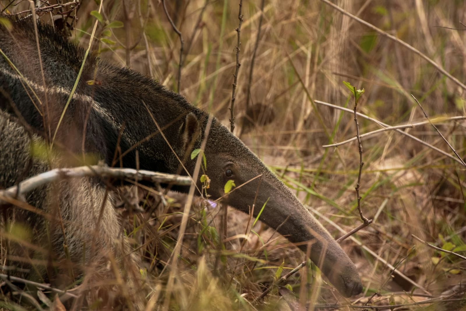 That snout is basically a Swiss Army knife for finding termites. A giant anteater pushes its long tubular snout low through dry golden grass and sparse shrubs during a pantanal tour from campo grande