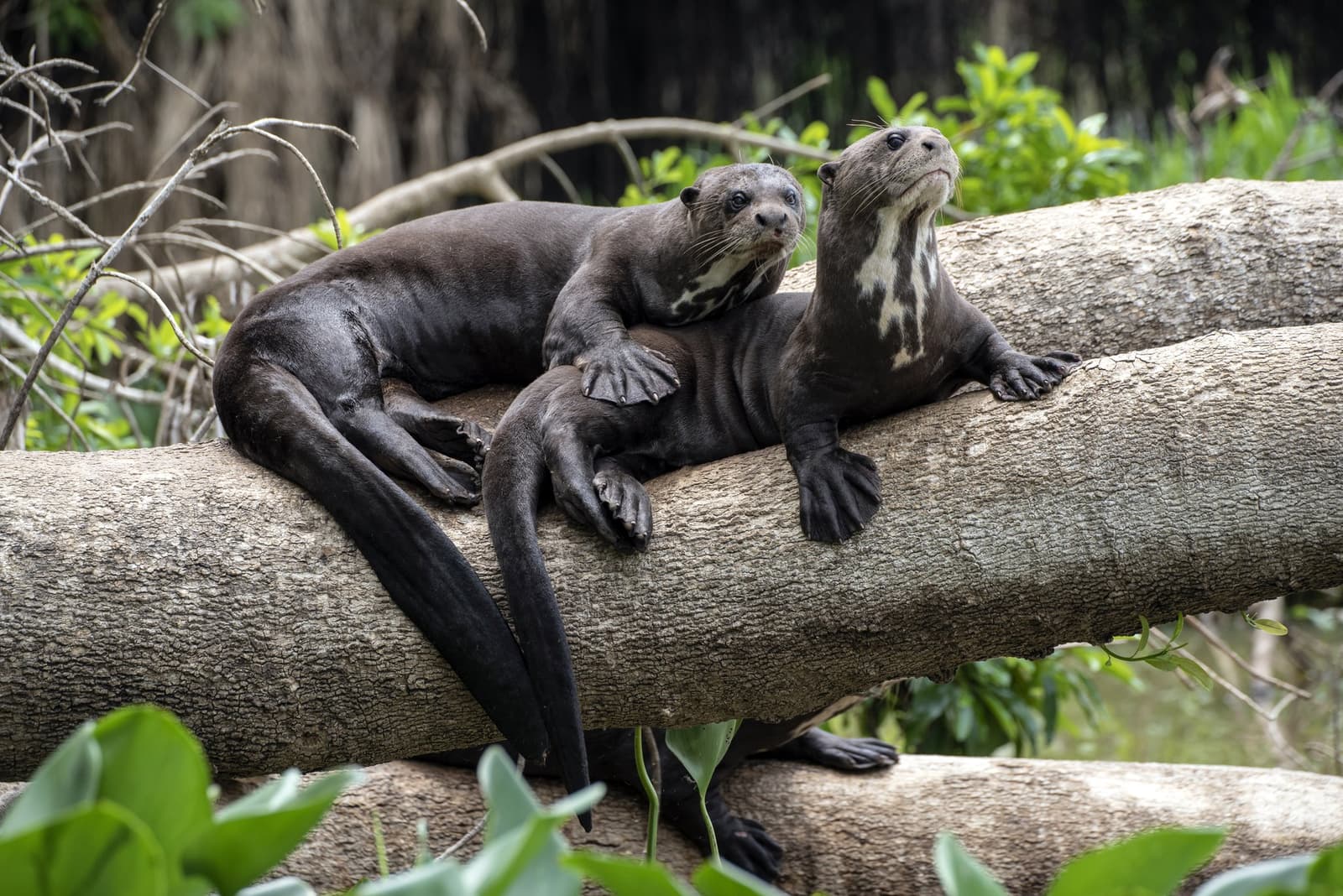 Family time on the log, these two have nowhere to be. Two giant otters with distinctive white throat patches resting together on a fallen log surrounded by lush riverside vegetation on a pantanal tour from campo grande