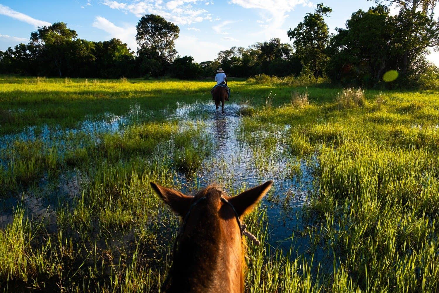 The best GPS in the wetlands? Follow the hat. View from horseback following a guide on horseback through shallow flooded grasslands on a pantanal tour from campo grande, surrounded by lush green sedges and gallery forest under a blue sky