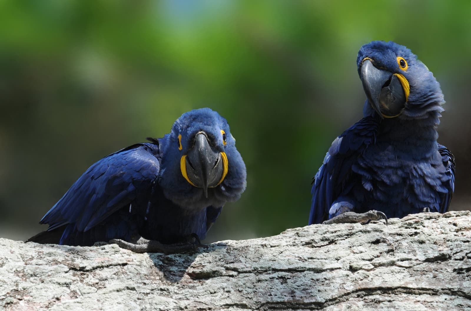 These two have clearly decided this log is theirs. Two hyacinth macaws with vivid yellow eye-rings perch side by side on a weathered log during a pantanal tour from campo grande, against a soft green bokeh background
