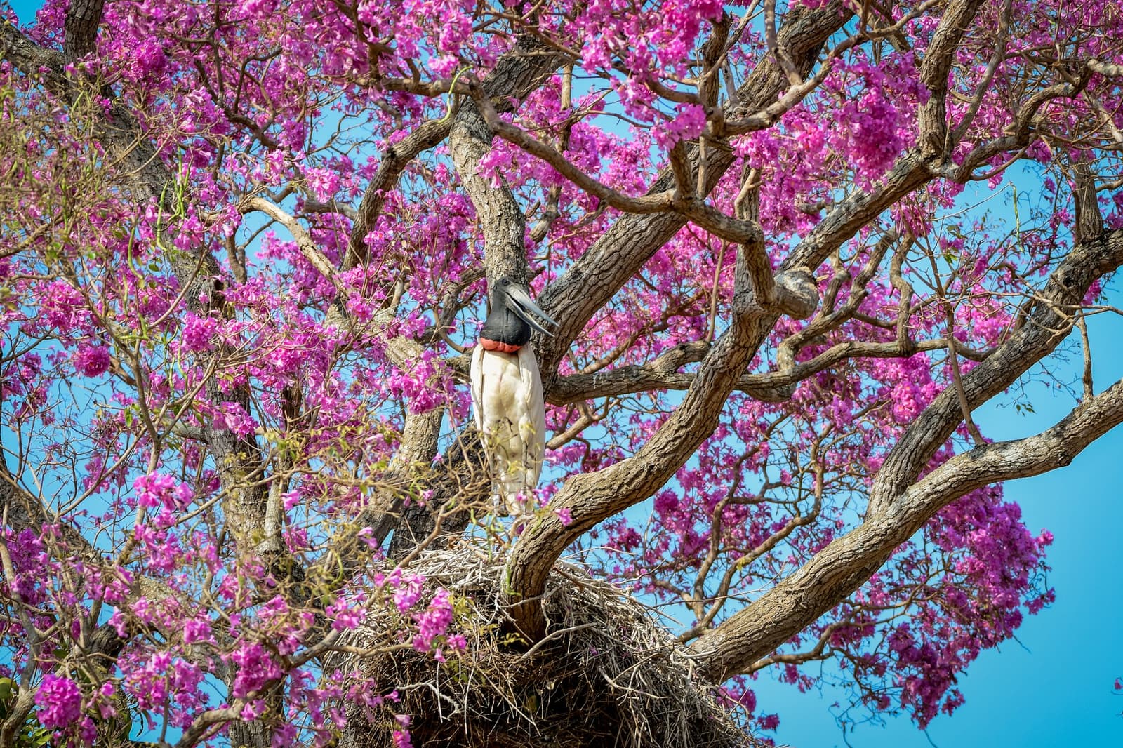 Nesting season, Pantanal style: the jabiru picks the showiest tree on the block. A jabiru stork stands tall on its large stick nest nestled among vivid magenta blossoms in a flowering tree, a striking sight on a pantanal tour from campo grande