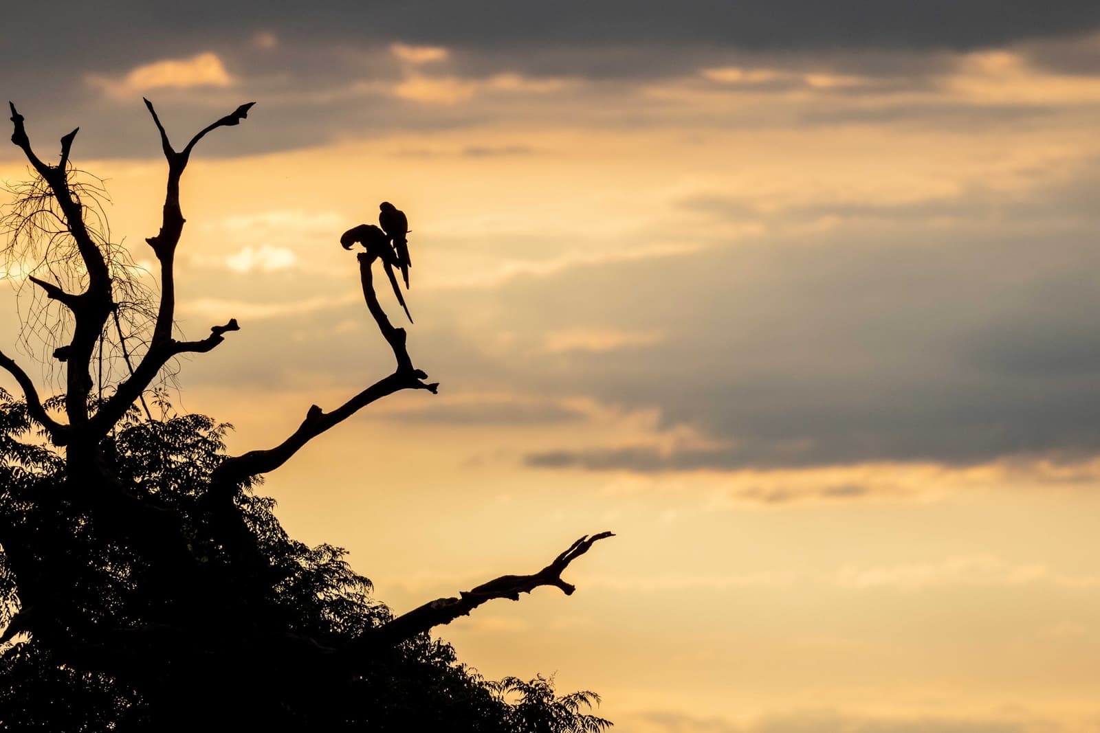 End of day, and they've claimed the best seat in the house. Two large-macaw silhouettes perched together on a bare tree branch against a glowing golden sunset sky on a pantanal tour from campo grande