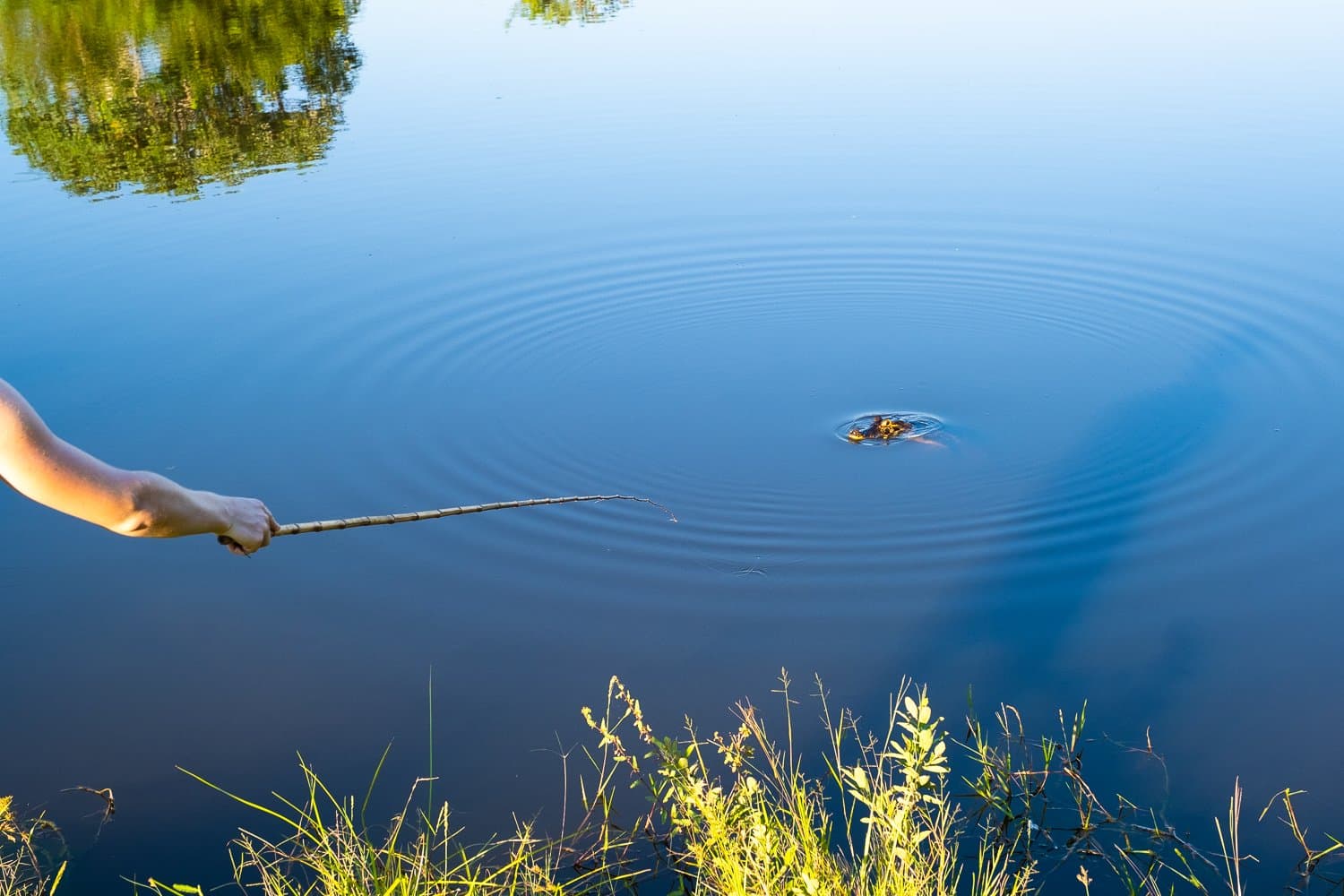 The oldest trick in the wetlands, and the caiman still falls for it. A hand holds a thin bamboo rod over a calm river surface where concentric ripples spread outward from a small disturbance — piranha fishing on a pantanal tour from campo grande