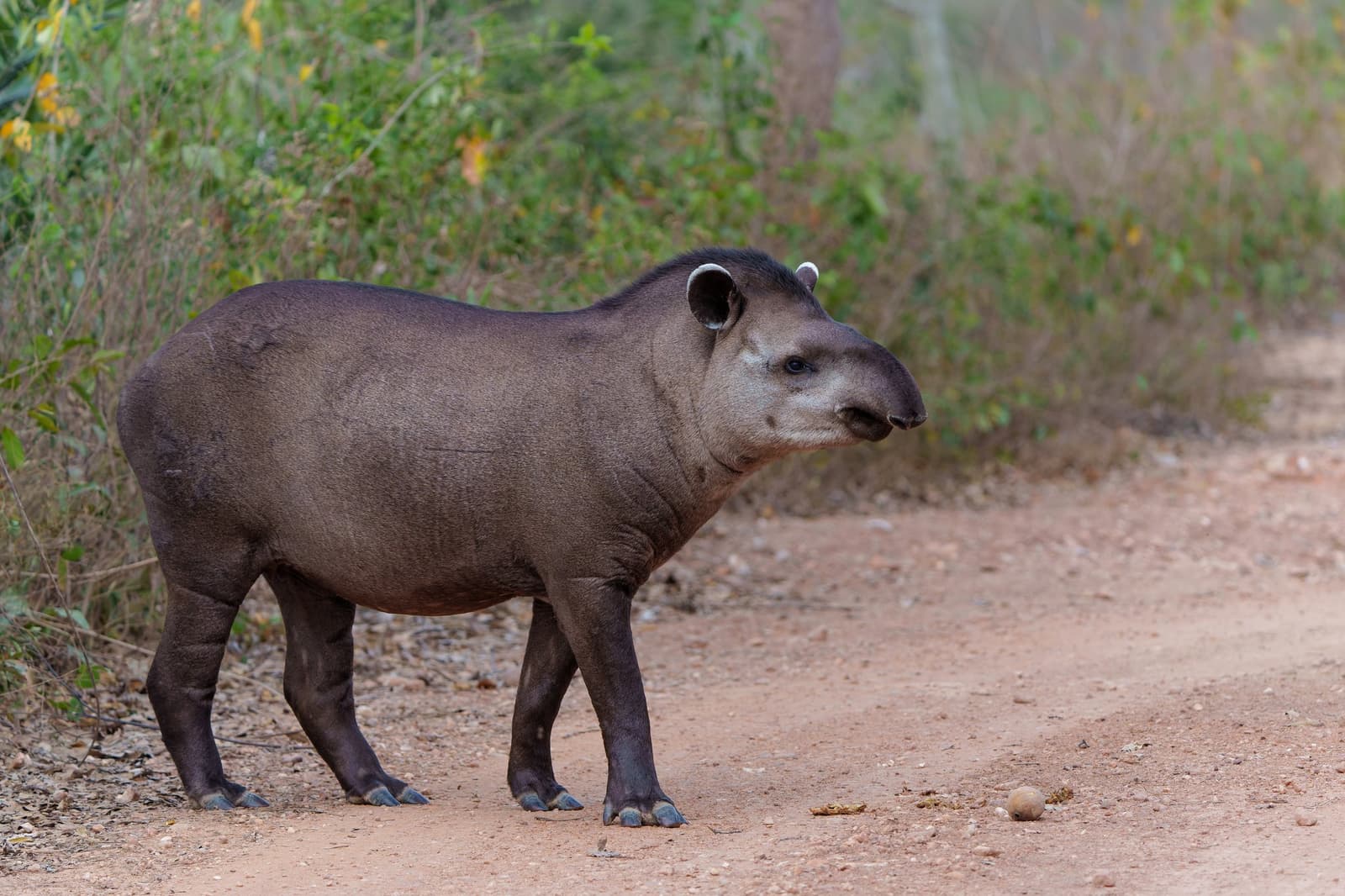 South America's largest land animal, and somehow still easy to miss on a trail. A lowland tapir pauses on a red dirt track during a pantanal tour from campo grande, lush green scrubland visible behind it