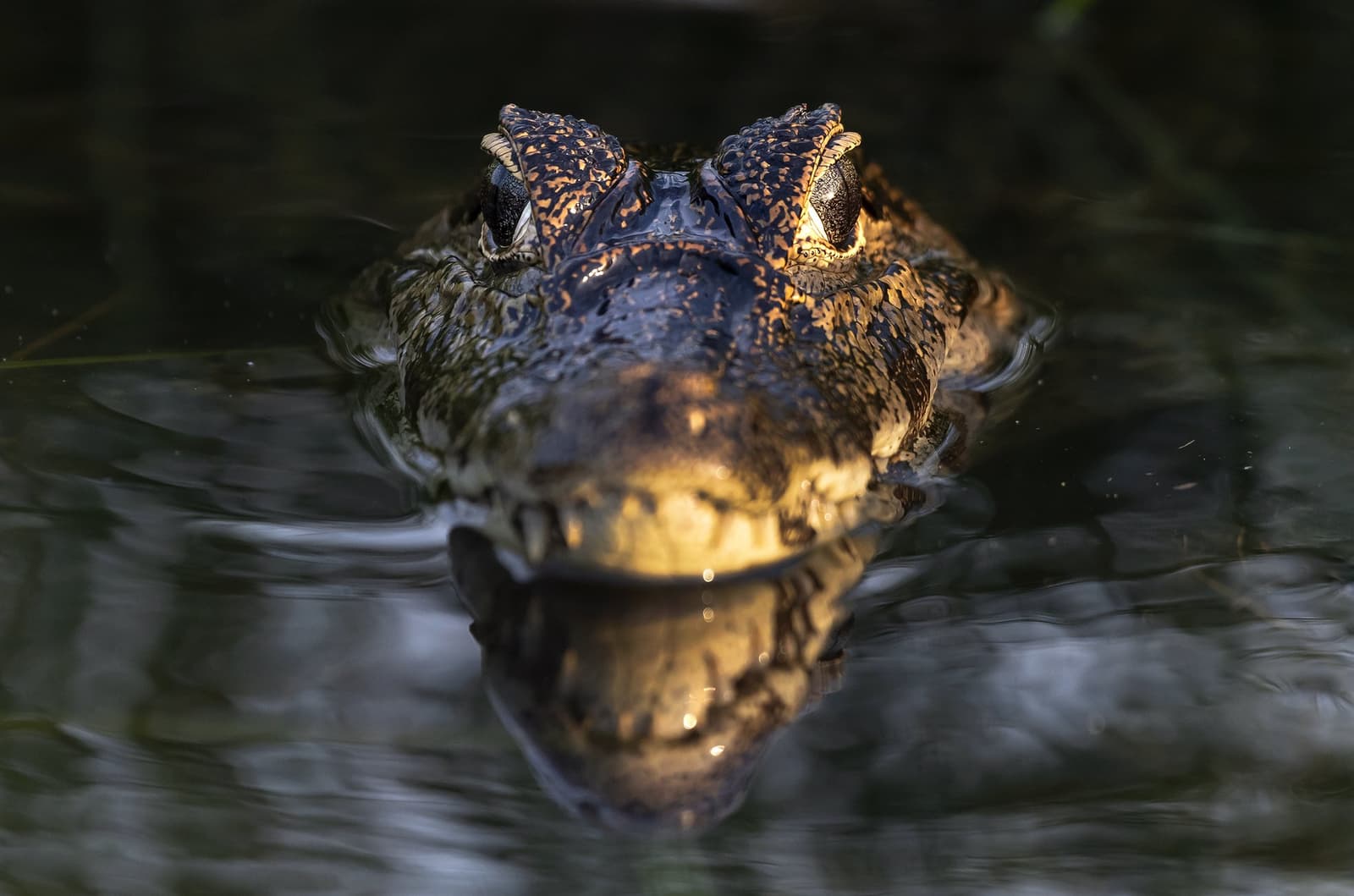 It has seen you. It is not concerned. A caiman's armored head rises just above the dark water surface on a Pantanal Tour from Cuiabá, its golden-scaled snout and alert eyes caught in warm light with a perfect mirror reflection below