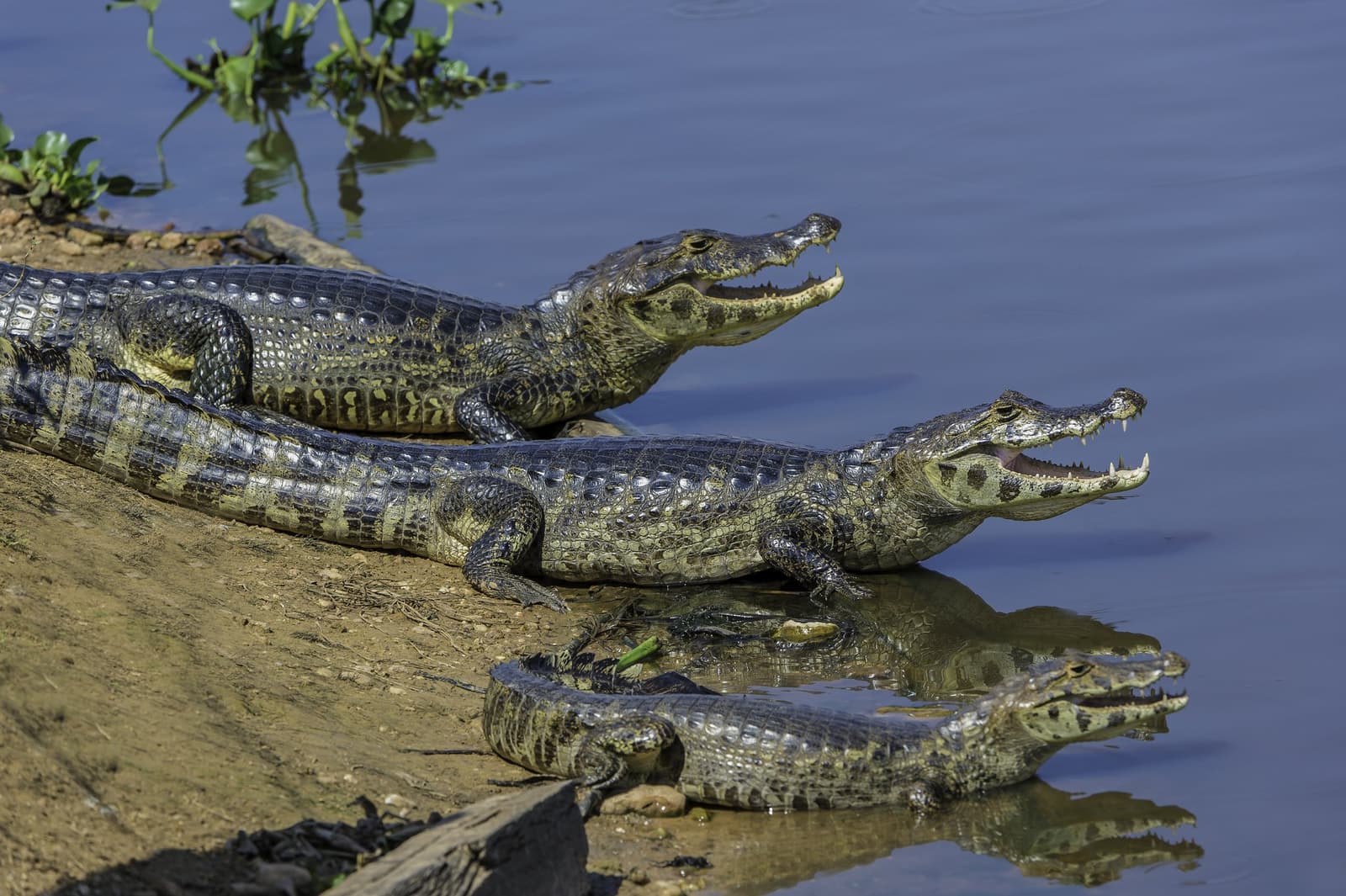 Three caimans, one riverbank, zero personal space, classic Pantanal. Two yacare caimans basking with open mouths on a muddy riverbank during a Pantanal Tour from Cuiabá, their reflections mirrored in the calm blue water below