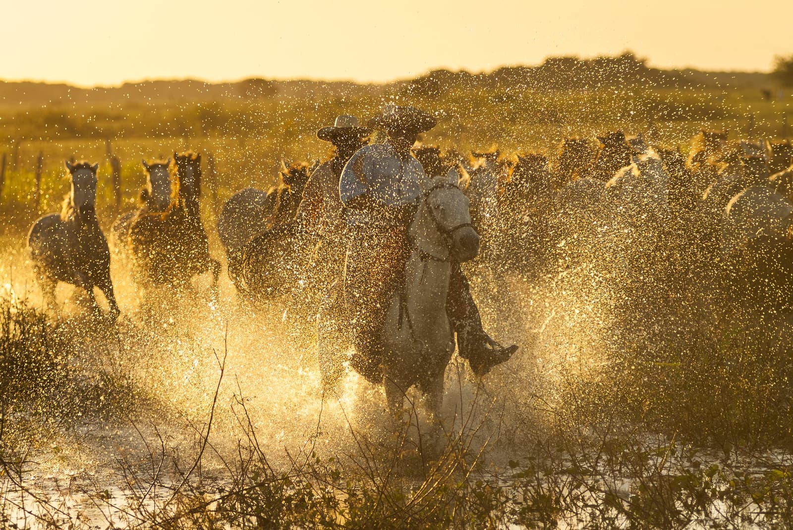 The Pantanal wetlands have a rhythm of their own, and the peões know it by heart. A cowboy on a white horse leads a galloping herd through a flooded wetland at golden hour on a Pantanal Tour from Cuiabá, water exploding in every direction