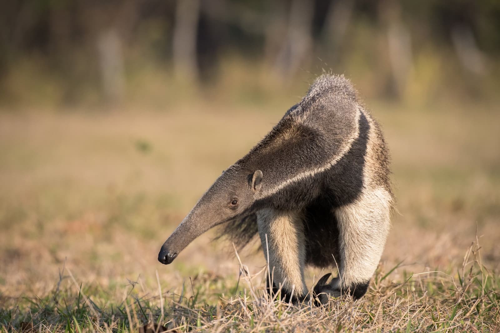 All business, no hurry, the giant anteater works the field on its own schedule. A giant anteater walks through dry open grassland on a Pantanal Tour from Cuiabá, its long snout lowered and distinctive black-and-white shoulder stripe clearly visible