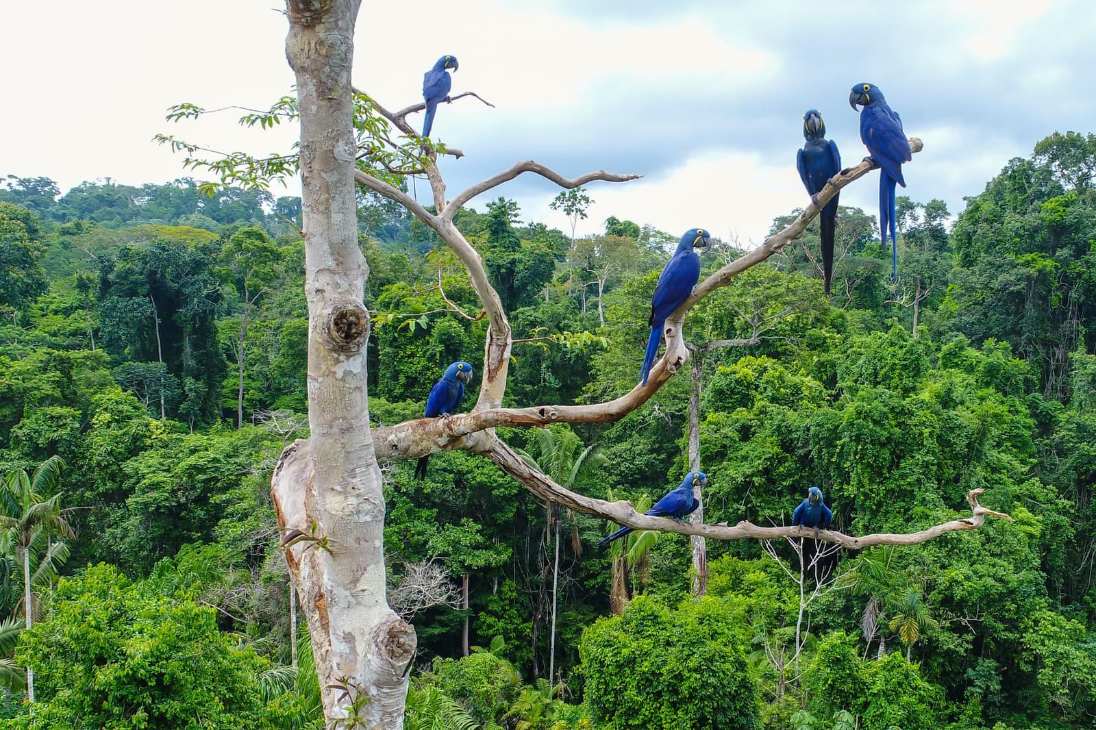 Seven of the world's largest parrots, and not one of them sharing a branch willingly. Seven hyacinth macaws perched across the bare branches of a tall tree on a Pantanal tour from Cuiabá, set against a dense green forest canopy