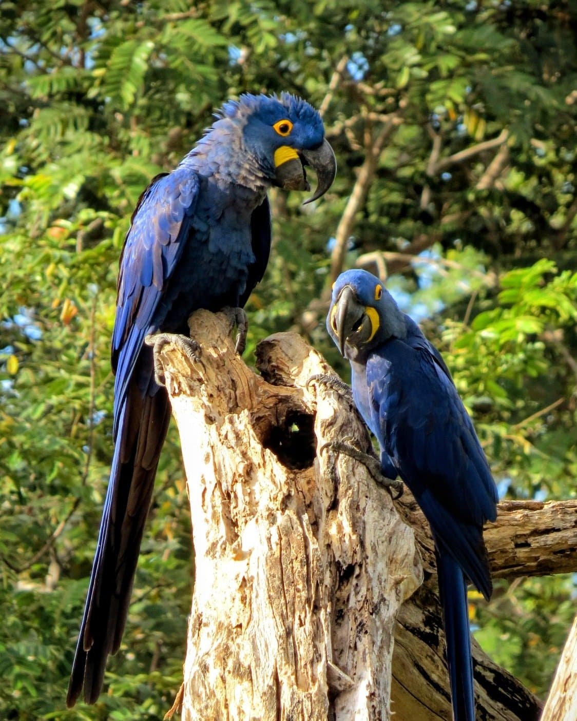 These two have opinions about each other, and neither is backing down. Two hyacinth macaws perched on a weathered dead tree stump during a Pantanal Tour from Cuiabá, their cobalt-blue plumage and vivid yellow eye-rings gleaming in the sunlight