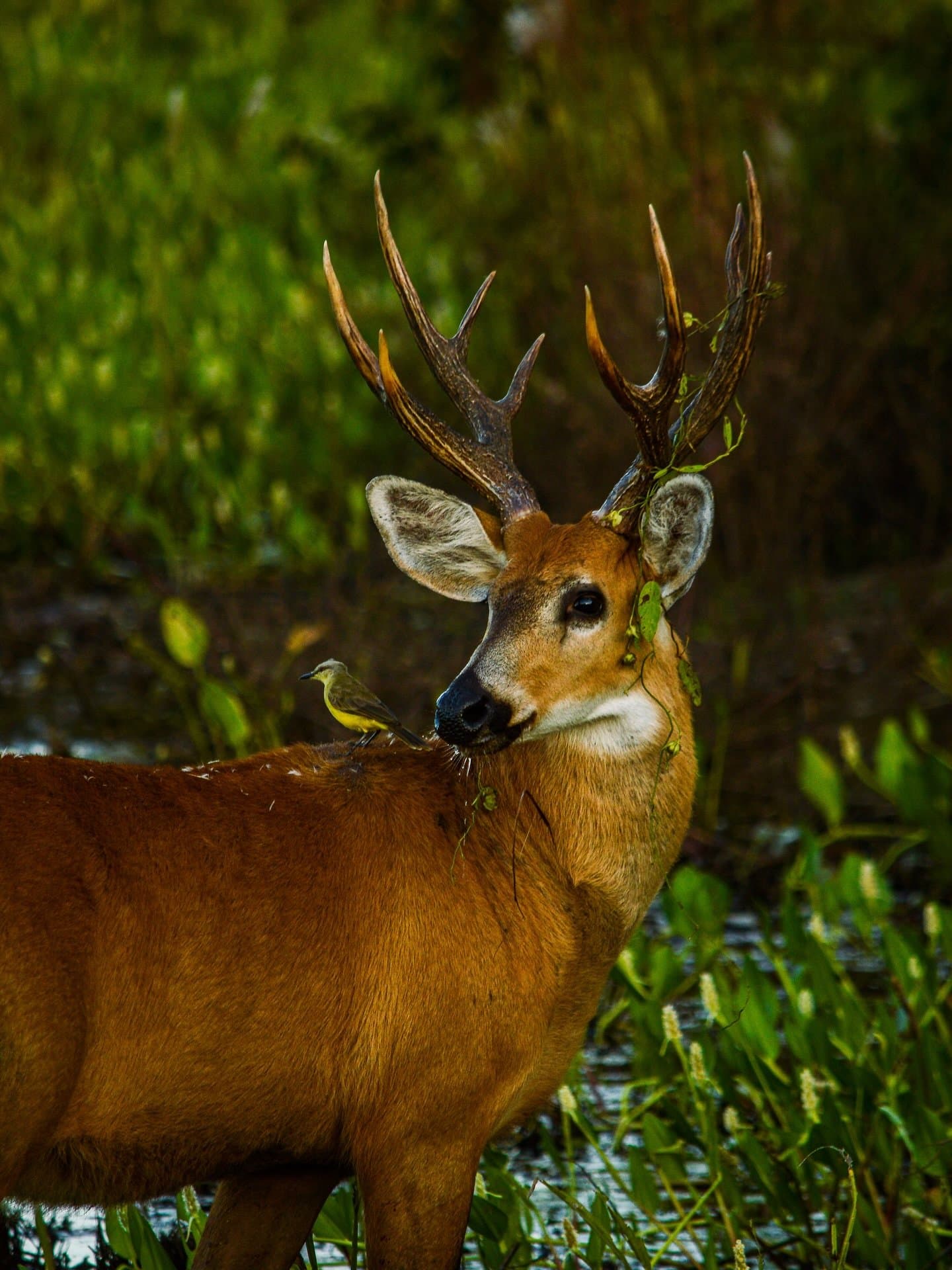The little bird has clearly decided this is the best seat in the wetlands. A male marsh deer with large antlers tangled in vegetation stands in shallow water on a Pantanal wildlife tour, a small yellow-bellied songbird perched on its neck