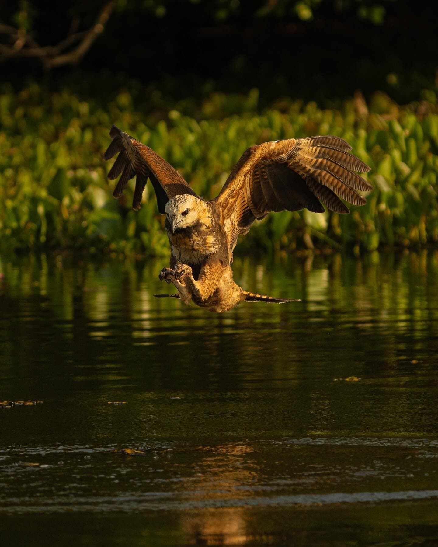 Split-second hunting, no second chances, the Pantanal runs on moments like this. A large raptor with wings fully spread hovers low over a calm dark river during a Pantanal Tour from Cuiabá, talons extended as it strikes at the water's surface, with lush green aquatic vegetation glowing in warm golden light behind it
