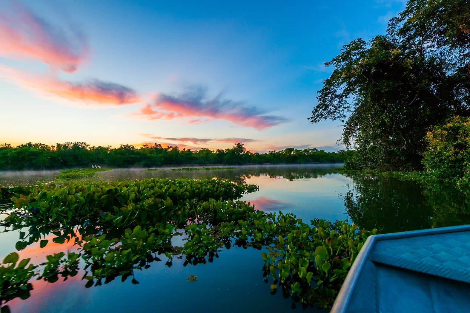 The Pantanal at dusk, when even the water decides to show off. View from a small boat gliding past floating water hyacinths on a calm wetland channel at sunrise, with pink and orange clouds reflected in the still water and dense gallery forest silhouetted along the horizon — a defining scene on a Pantanal Tour from Cuiabá