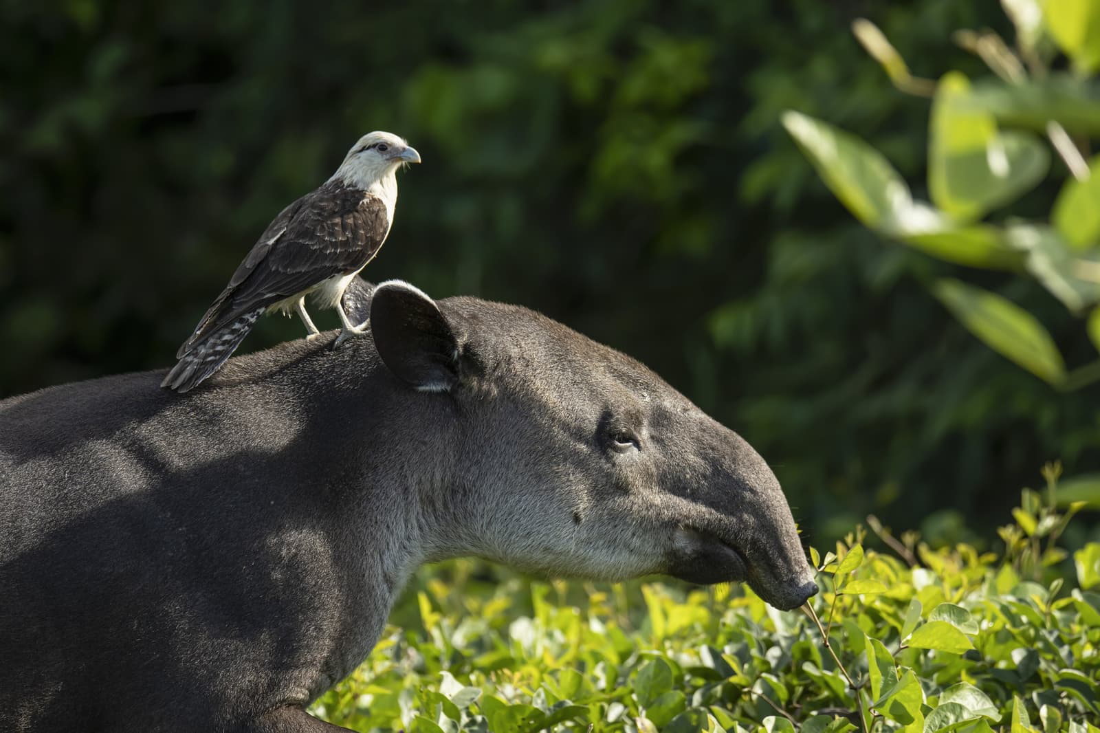 The caracara has opinions about its ride, and the tapir has none. A yellow-headed caracara perches on the back of a tapir browsing green shrubs on a Pantanal Tour from Cuiabá, showcasing a rare moment of inter-species wildlife behaviour
