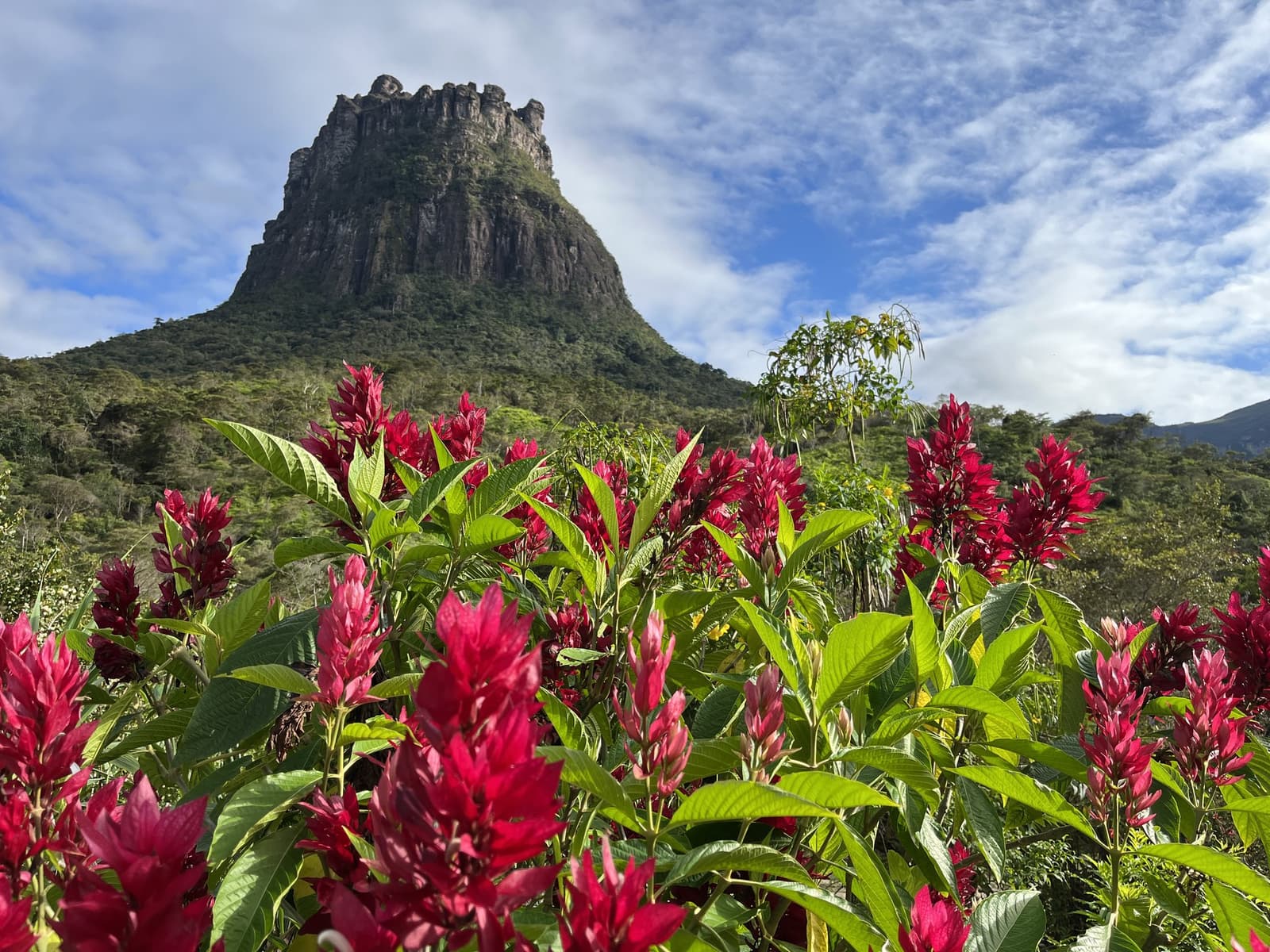 The valley puts on quite a show before you even reach the trail. Vivid crimson spike flowers in the foreground frame a towering rocky mesa rising above green forest on the Pati Valley hike, under a bright blue sky with wispy clouds
