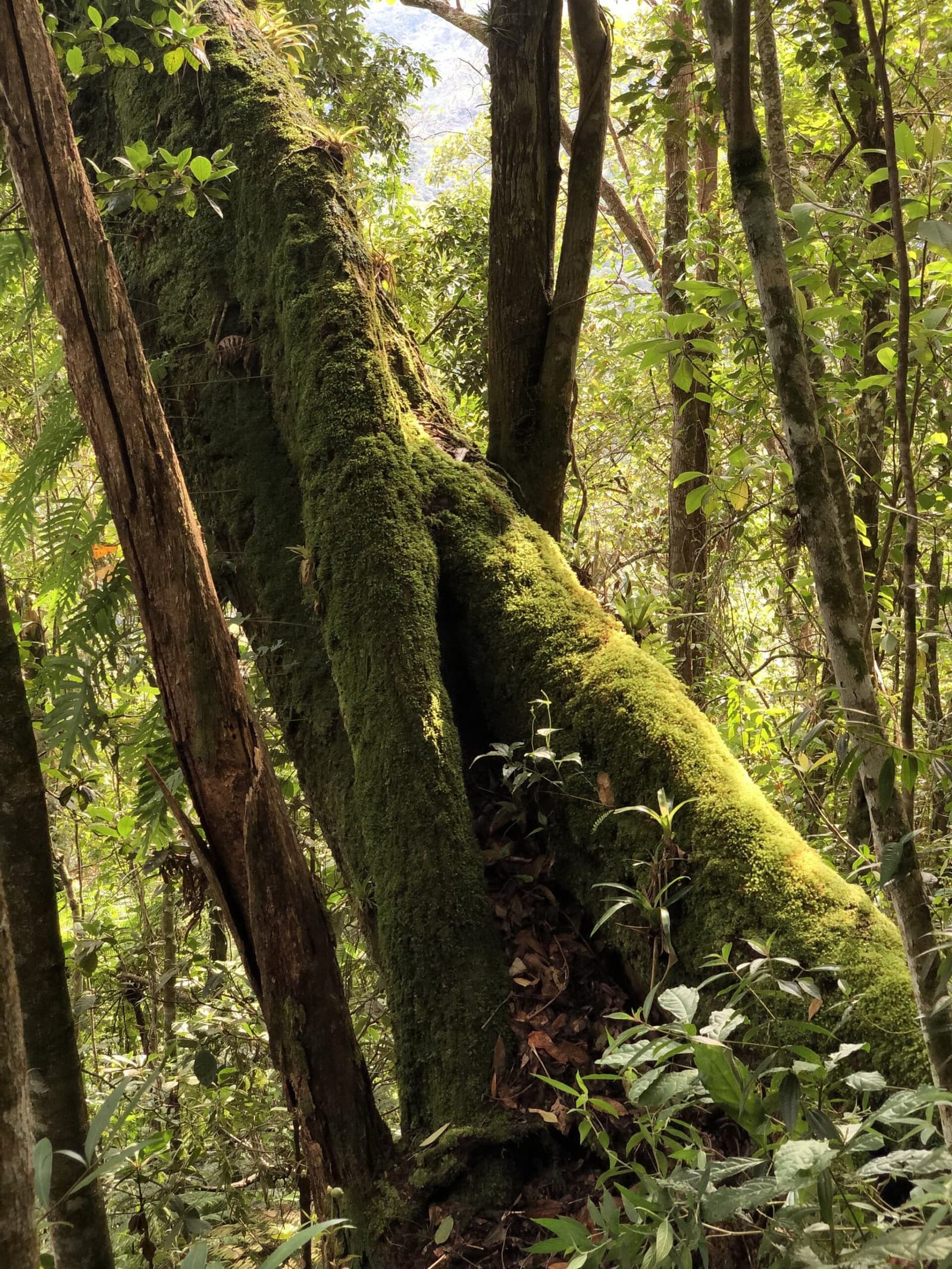 Even fallen, this tree keeps the forest fed. Thick green moss blankets the forked trunk and spreading roots of a large tree along the Pati Valley hike, surrounded by dense tropical forest undergrowth