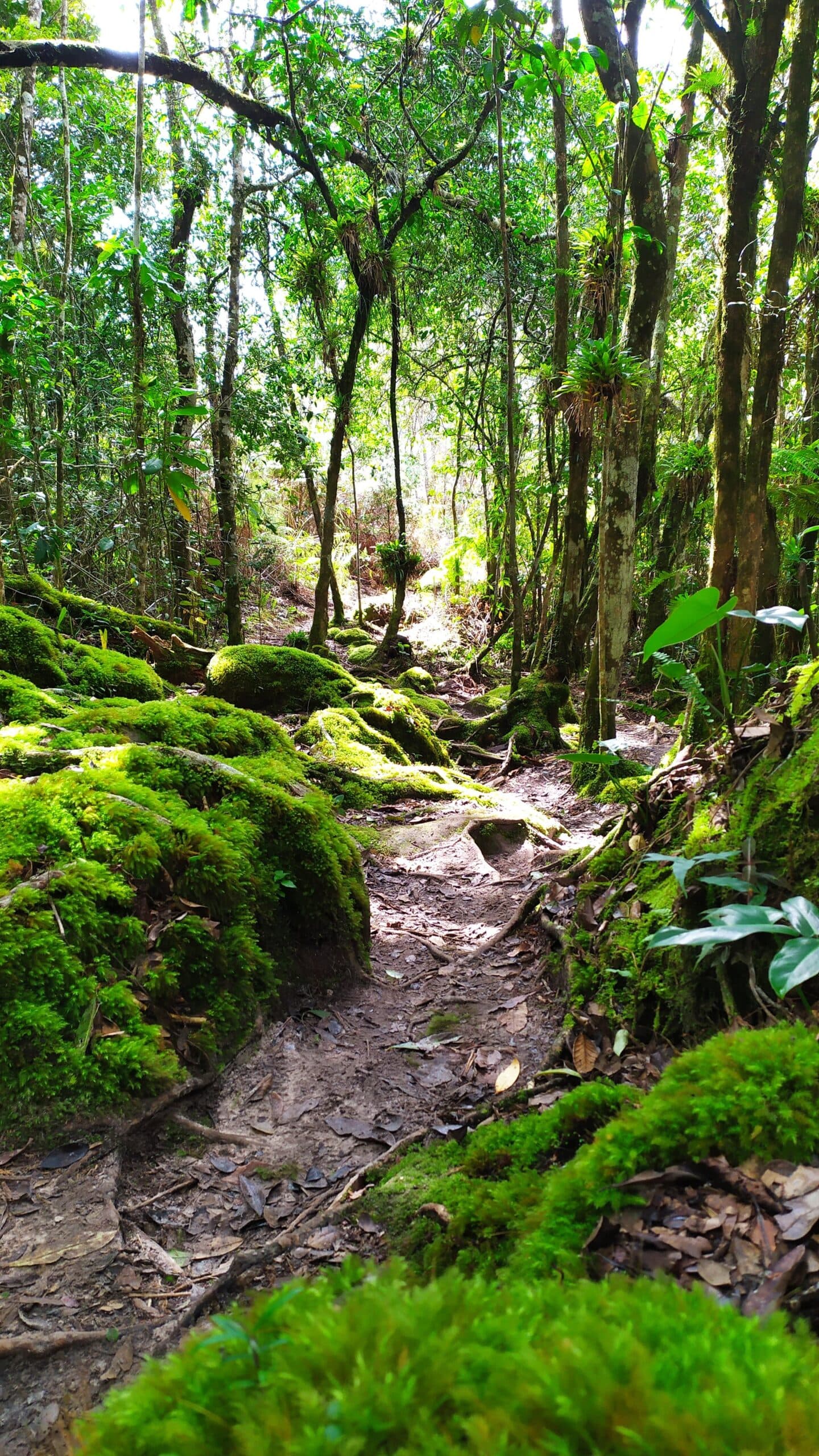 The path picks up where the map runs out. A narrow dirt trail winds between moss-covered rocks and tall trees on the Pati Valley hike, with dappled light filtering through the canopy above