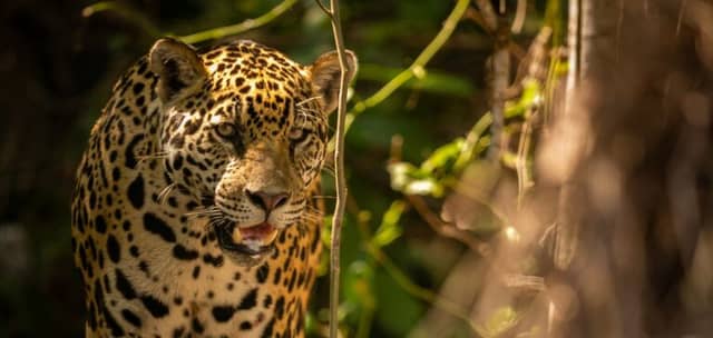 Top 7 Ecotourism Destinations in Brazil to Visit in 2026 Top 7 Ecotourism Destinations in Brazil to Visit in 2026