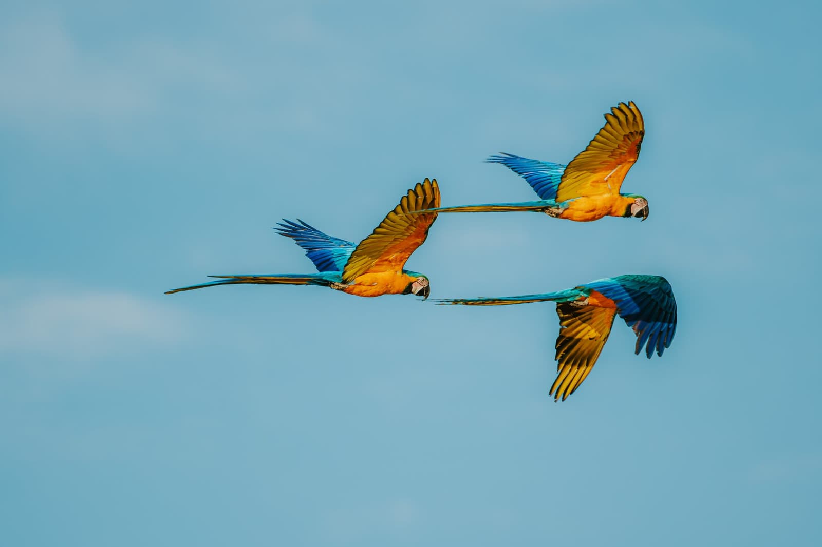 Three birds, one sky, zero personal space, and they seem fine with it. Three blue-and-yellow macaws in full flight against a clear blue sky at Pousada Trijunção in the Brazilian Cerrado