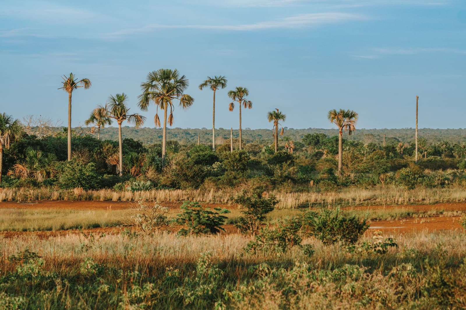 Red earth, sky, and palms, the Cerrado in its most honest mood. Wide open Cerrado savanna at Pousada Trijunção with tall buriti palm trees rising above golden grassland and dense green woodland under a blue sky