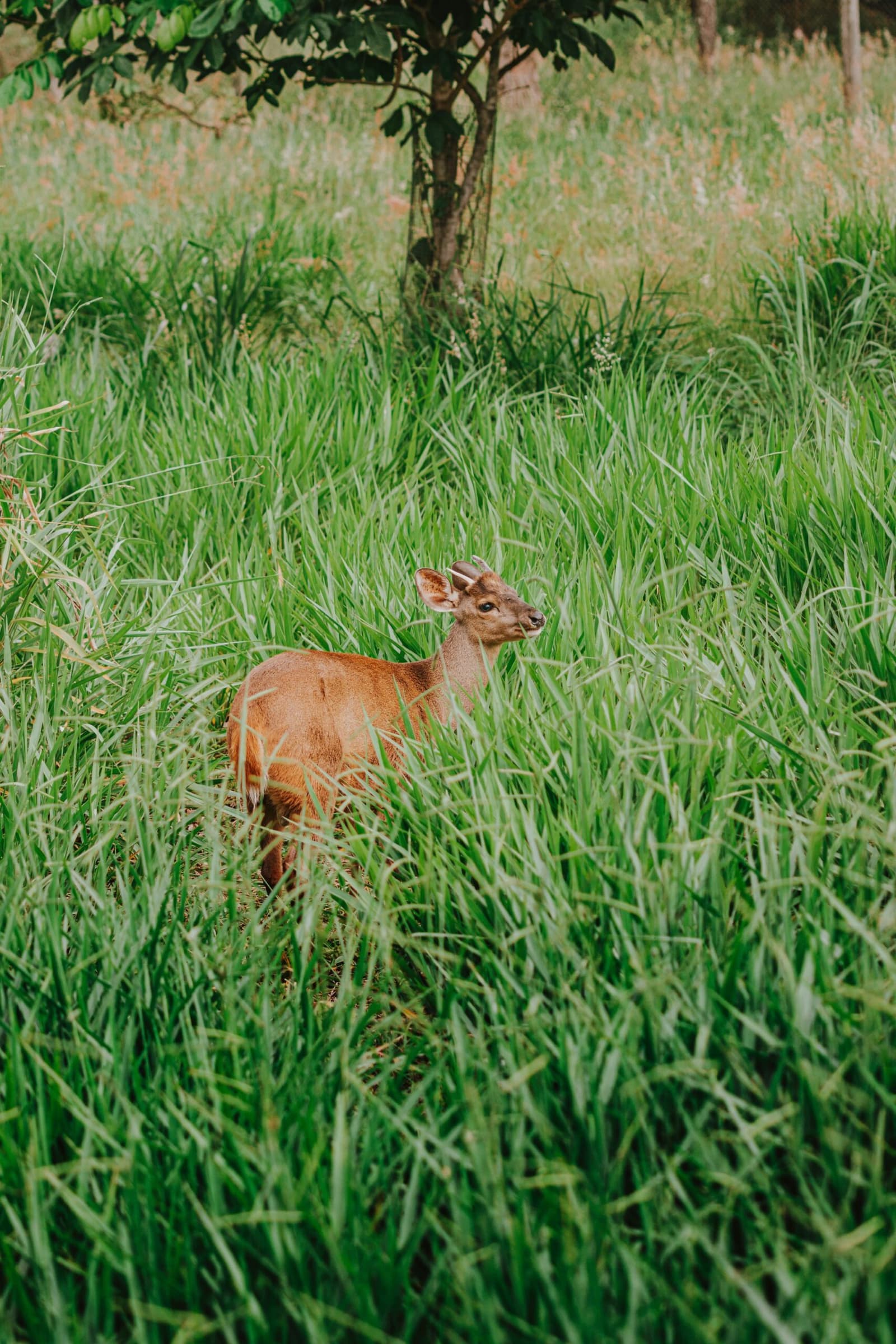Caught mid-thought, deciding whether you're worth the worry. A young deer stands alert among tall green grass near a tree at Pousada Trijunção, in the heart of the Cerrado