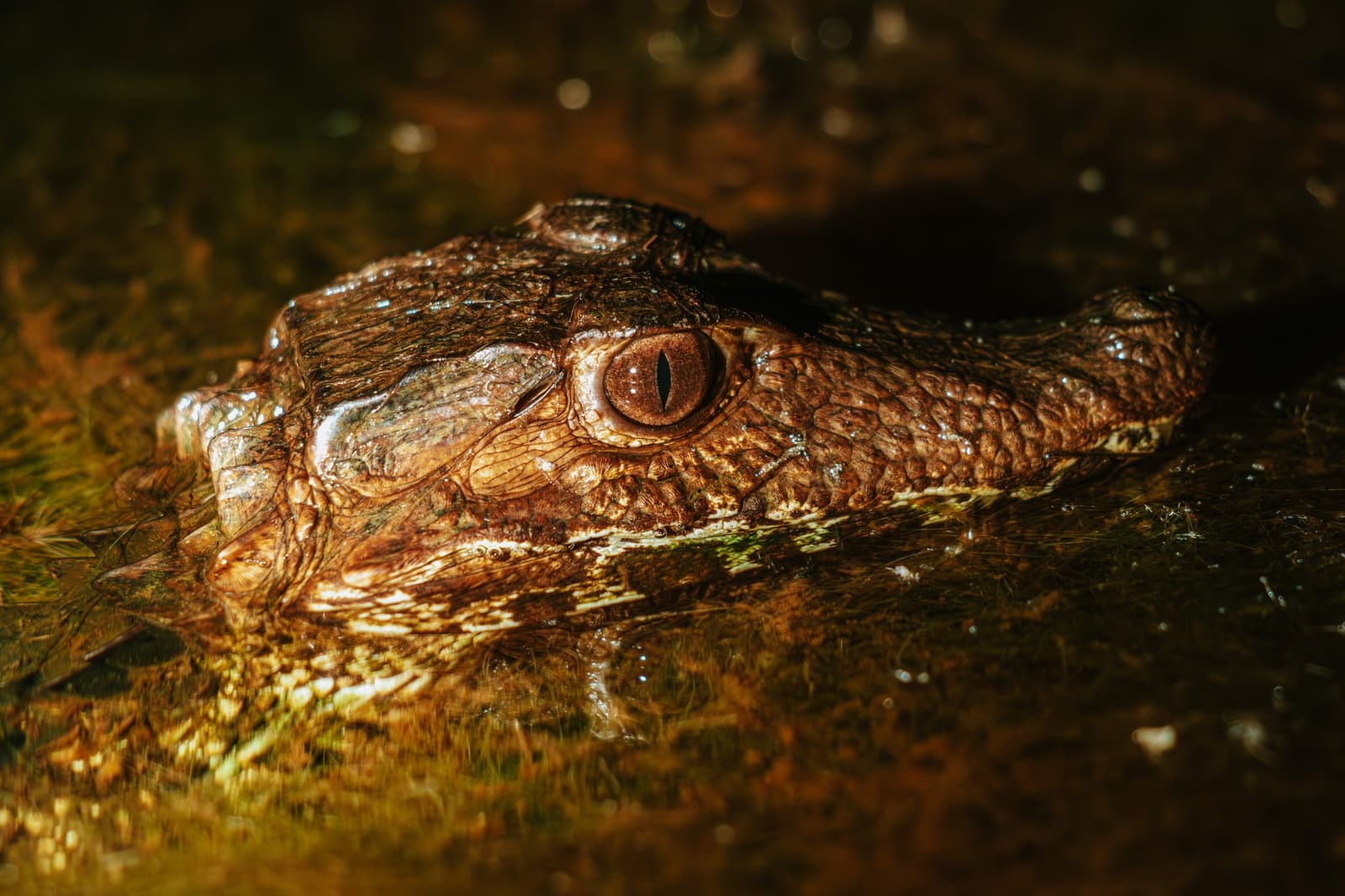 Ancient instincts, pocket-sized package, the Cerrado's smallest predators deserve a second look. Extreme close-up of a dwarf caiman's head half-submerged in a shallow Cerrado waterway at Pousada Trijunção, its amber slit-pupil eye gleaming in the dark
