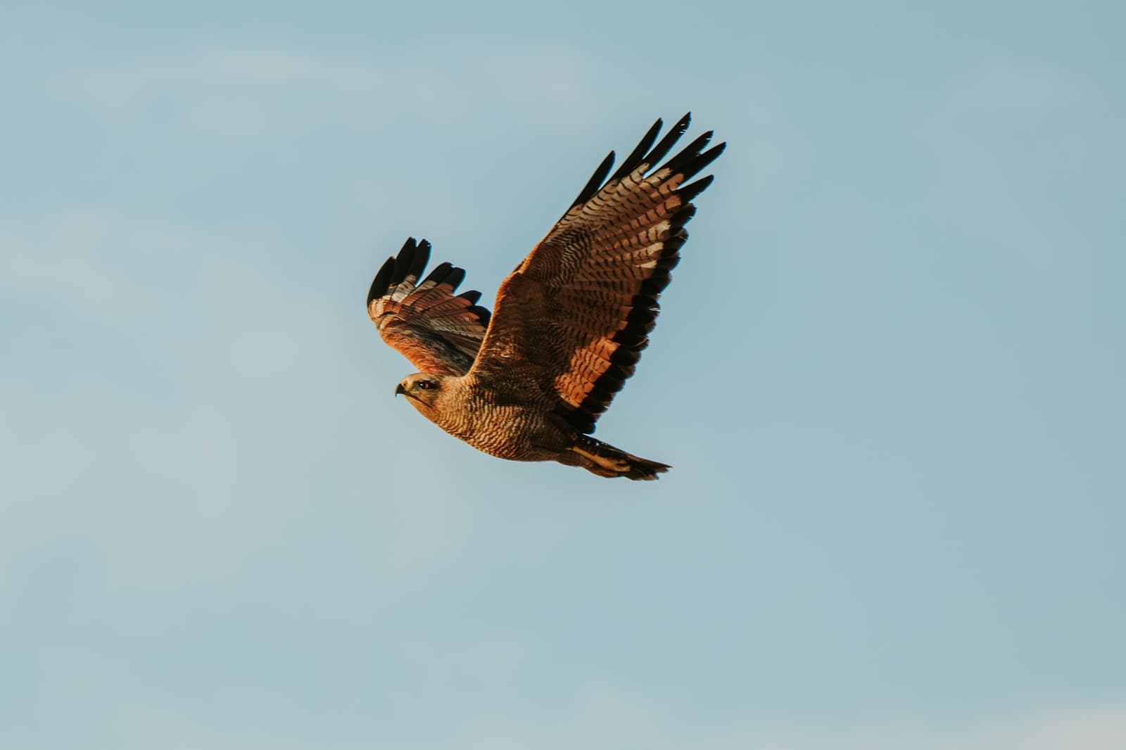Every thermal is a free ride, and this hawk knows it. A raptor with rich brown and rufous plumage soars with wings fully spread against a pale blue sky at Pousada Trijunção in the Cerrado