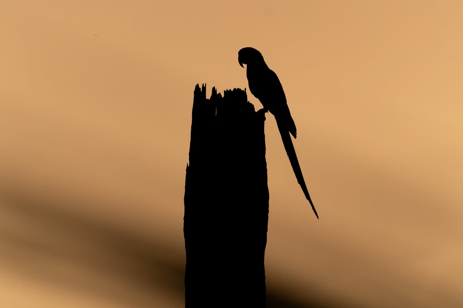 Last light, one bird, no filter needed. Silhouette of a macaw perched on a weathered dead tree trunk against a warm amber sunset sky at Pousada Trijunção