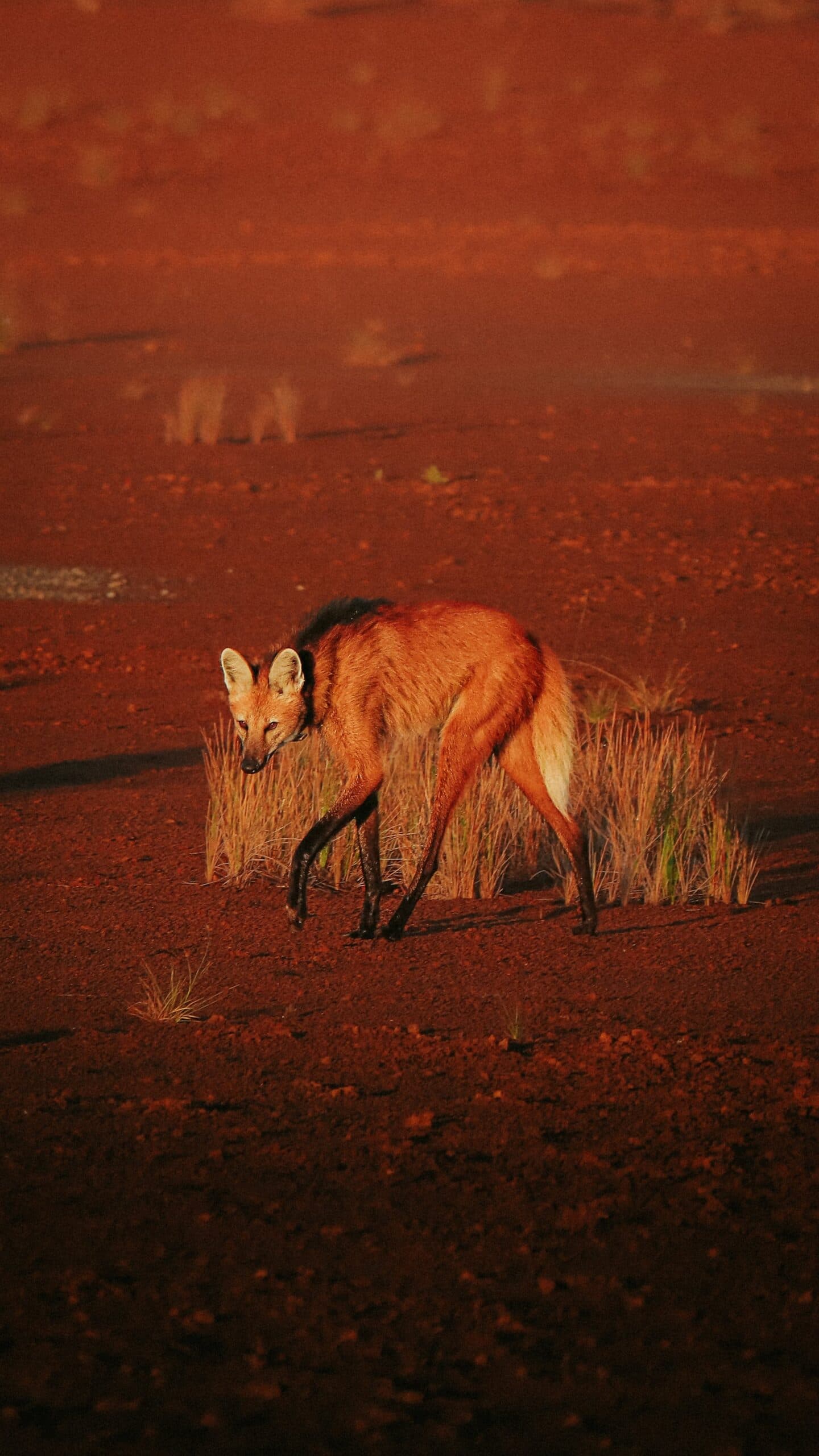 The Cerrado's most iconic canid, unhurried and entirely on its own schedule. A maned wolf with russet fur and black legs walks across the red laterite soil at Pousada Trijunção, sparse dry grass tufts visible around its feet