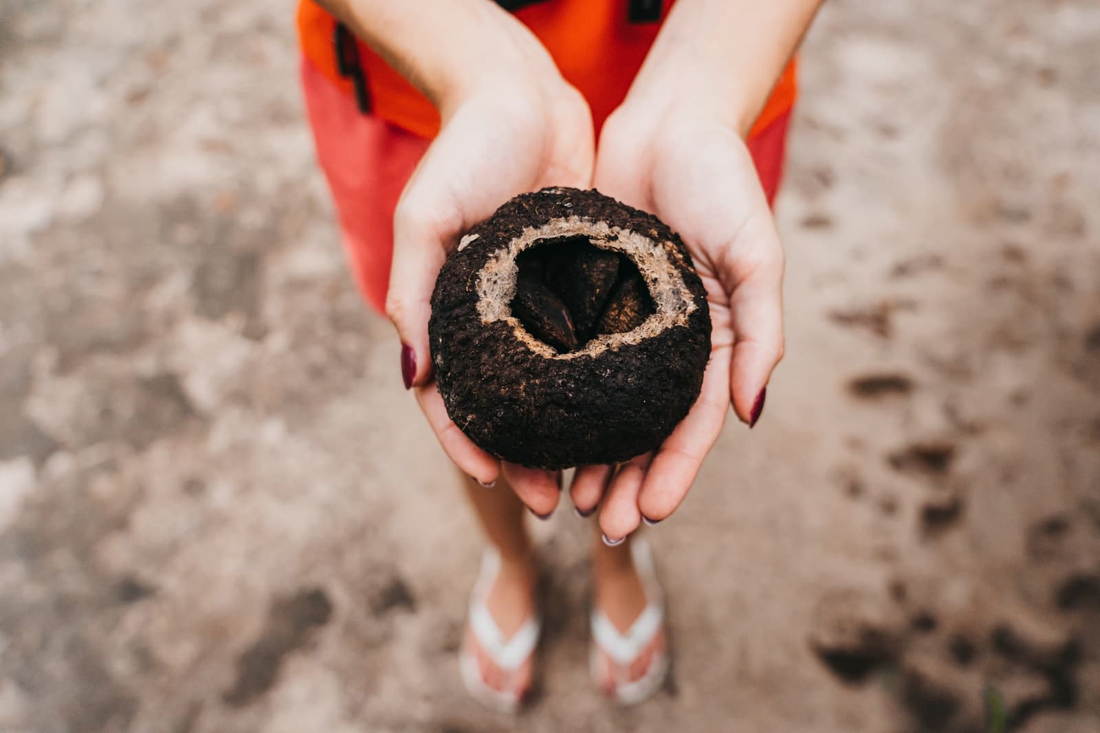 Small seed, big story, this little sphere feeds the forest and half the planet. Cupped hands holding an open açaí fruit pod with dark seeds visible inside, on an untamed amazon cruise shore excursion